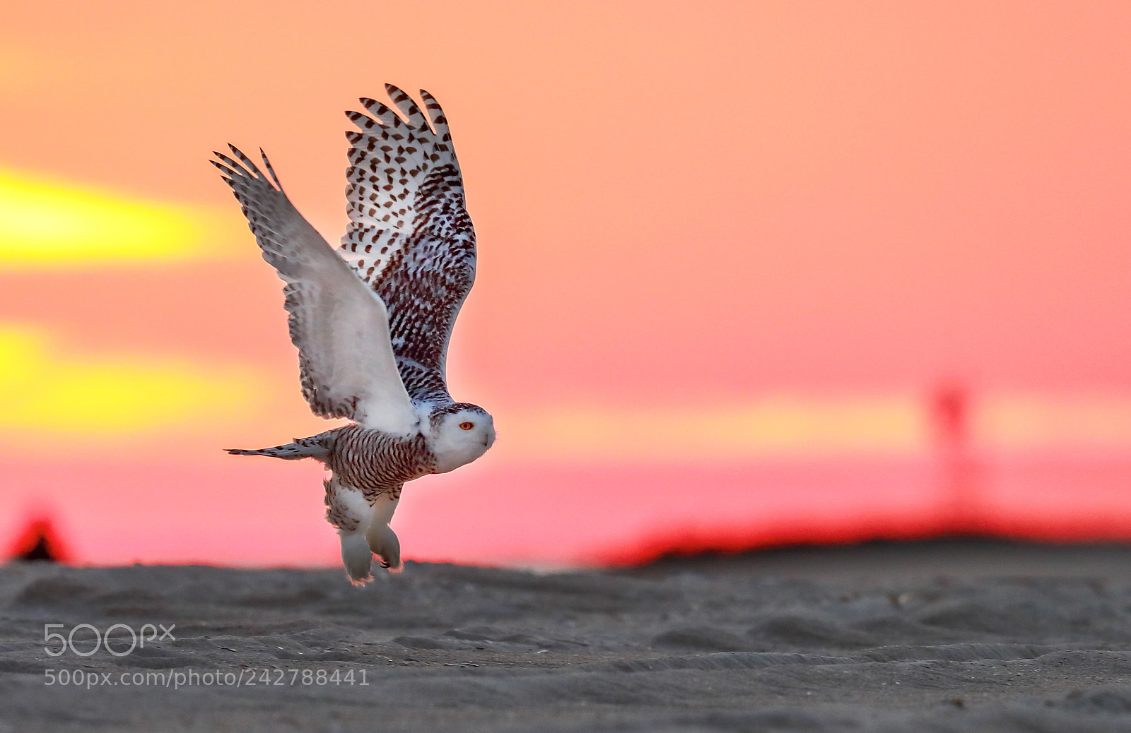 Canon EOS-1D X Mark II sample photo. Snowy owl 2 photography