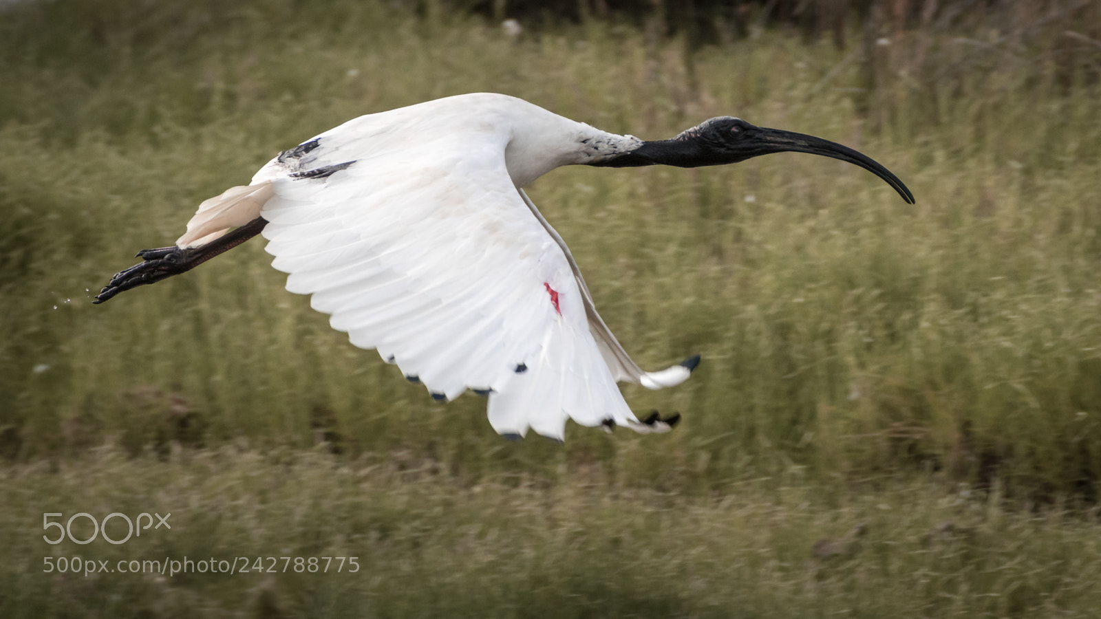 Pentax K-3 II sample photo. Australian white ibis photography