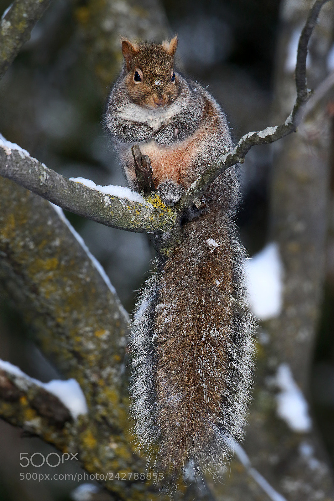 Canon EOS 7D Mark II sample photo. Tall tail photography
