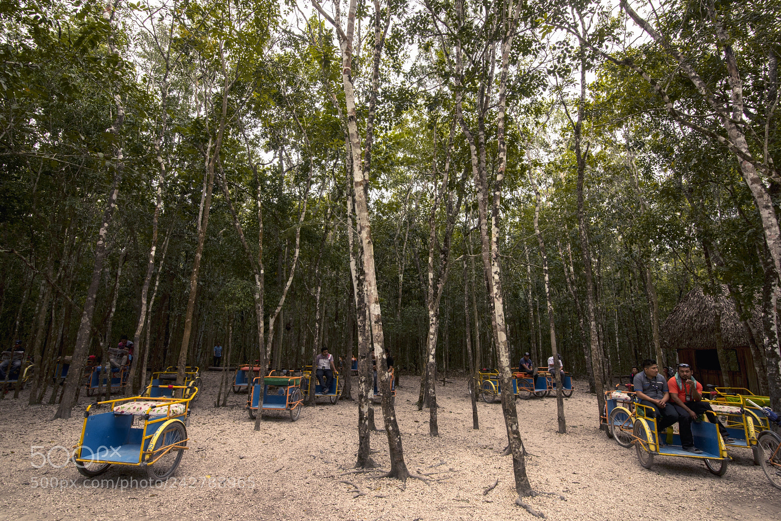Nikon D810 sample photo. Taxi in the jungle photography