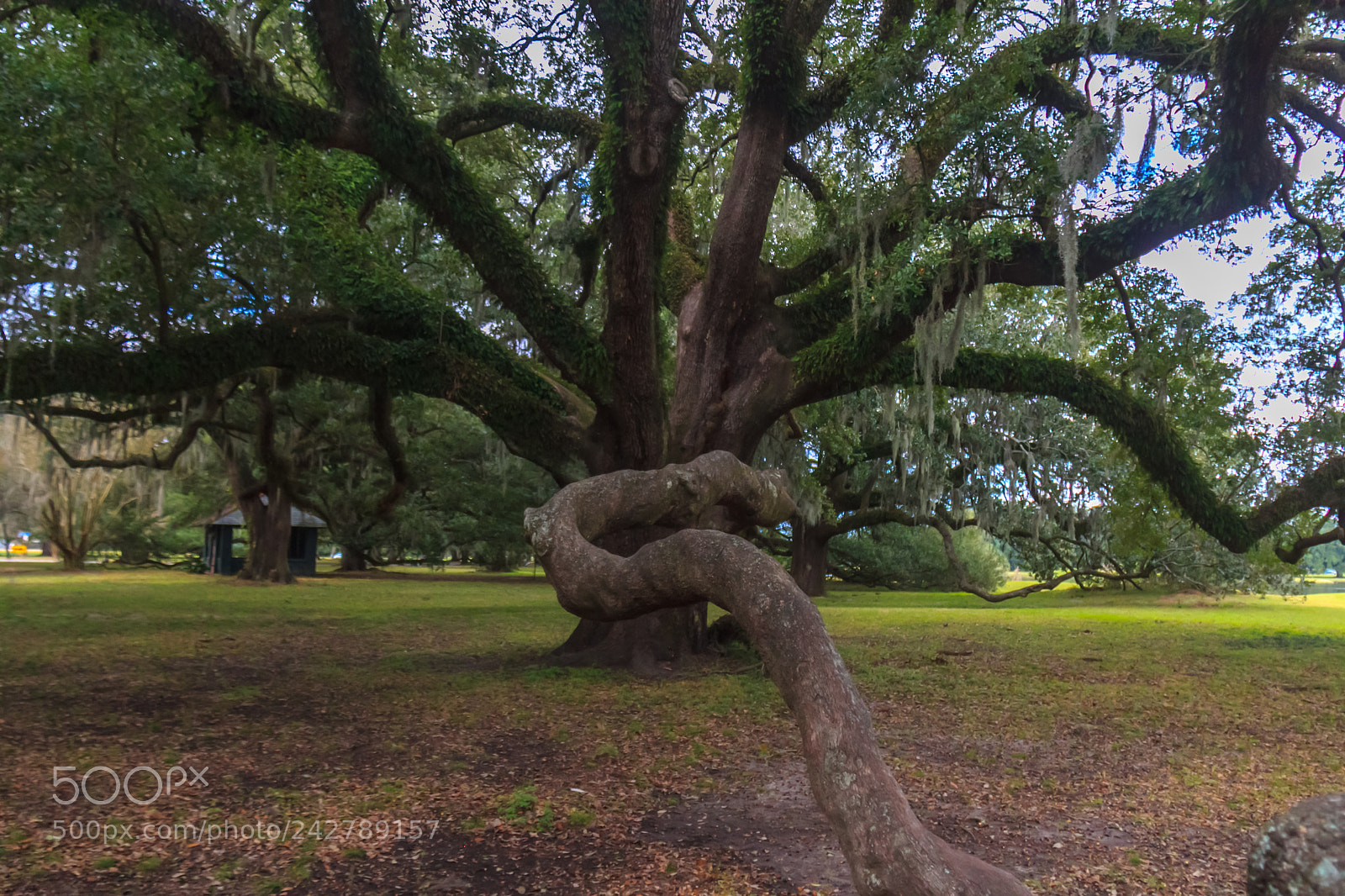 Canon EOS 60D sample photo. Big-ass old tree #1 photography