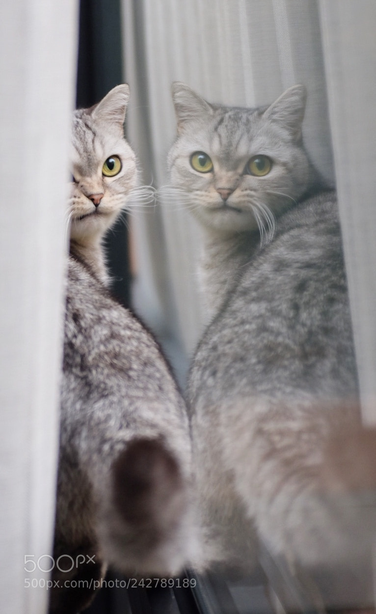 Fujifilm X100T sample photo. 米奇在和窗外的鸟吵架。 photography
