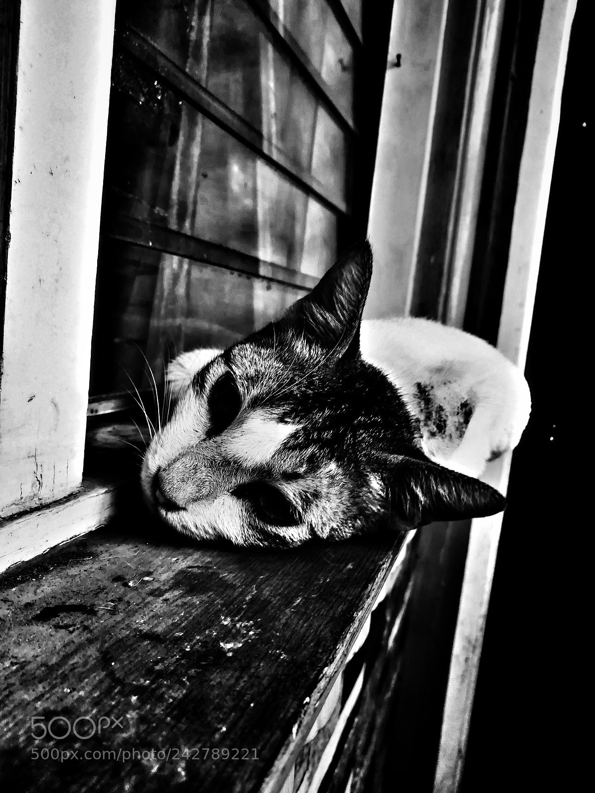 HUAWEI GR5 2017 sample photo. Stray photography