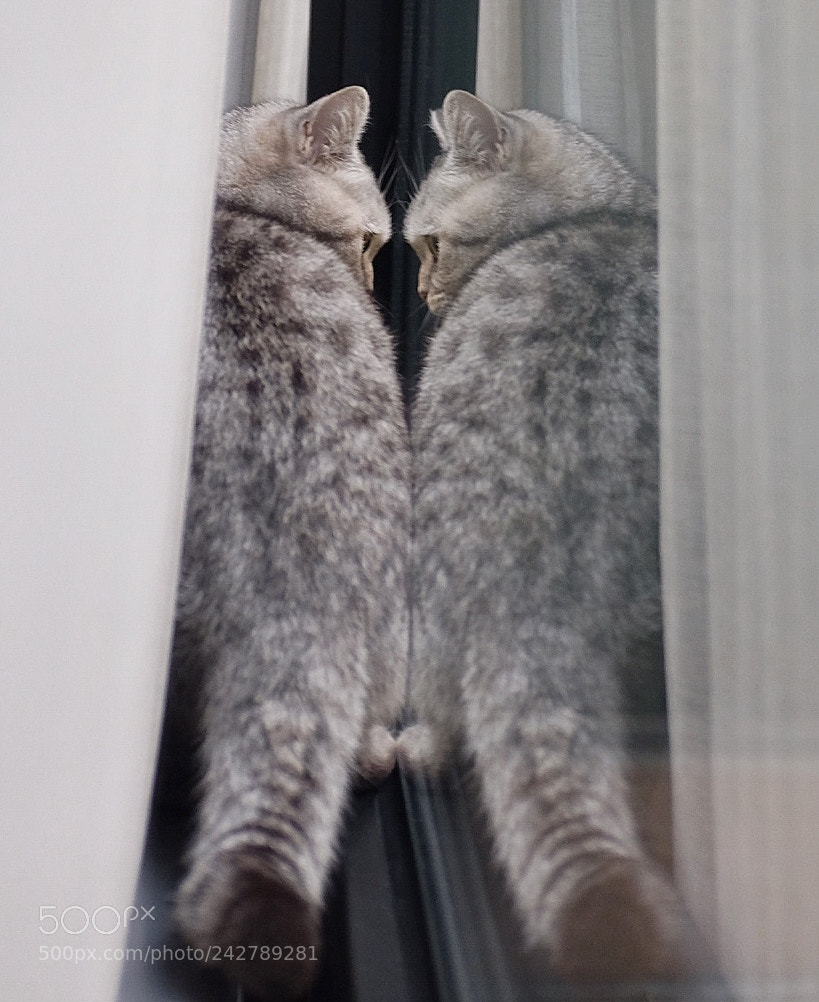 Fujifilm X100T sample photo. Mitch was quarrelling with photography