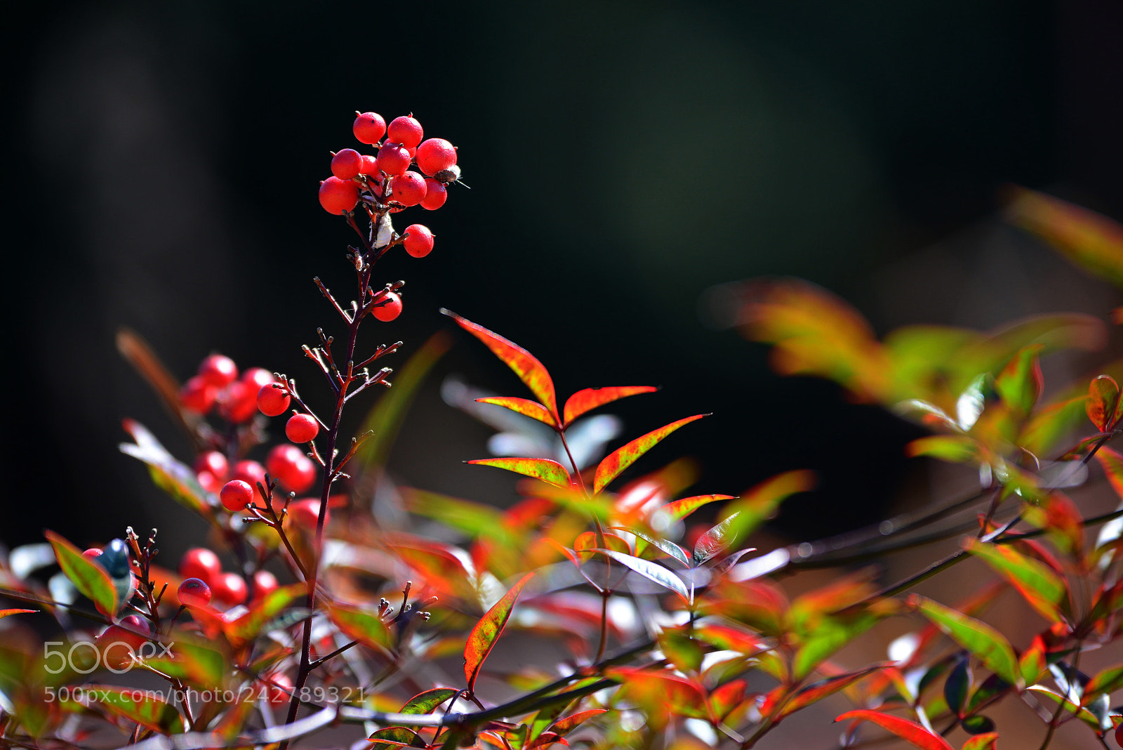 Nikon D800 sample photo. Untitled photography