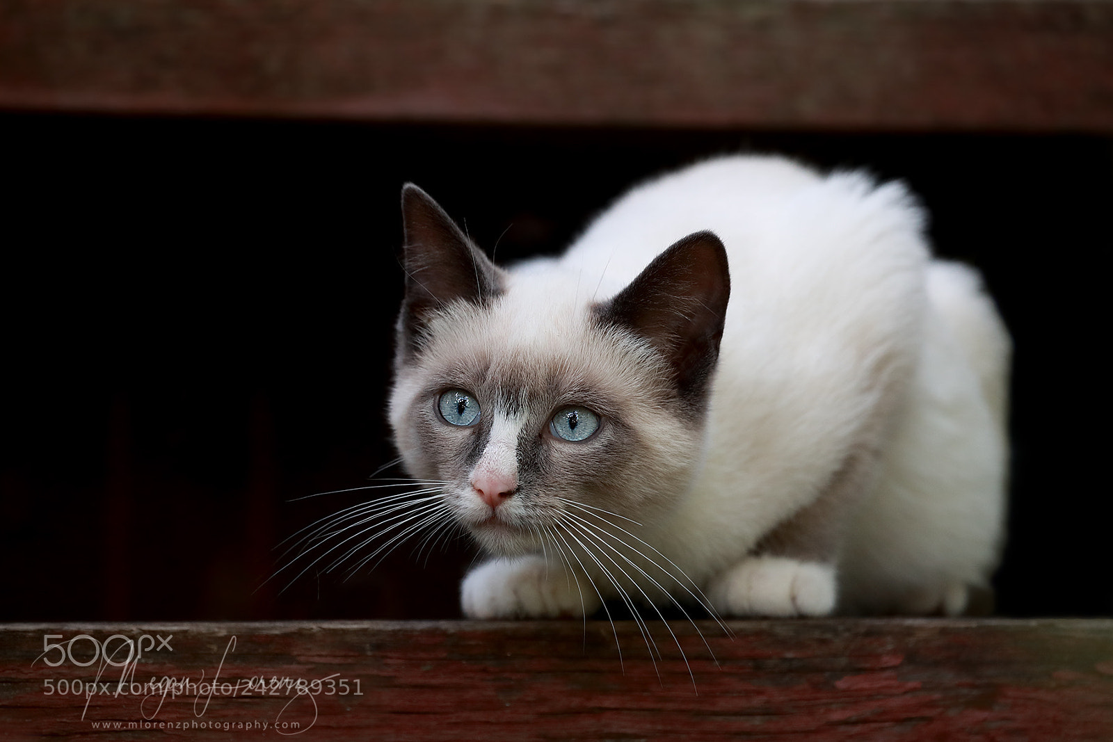 Canon EOS-1D X Mark II sample photo. Snowshoe siamese photography