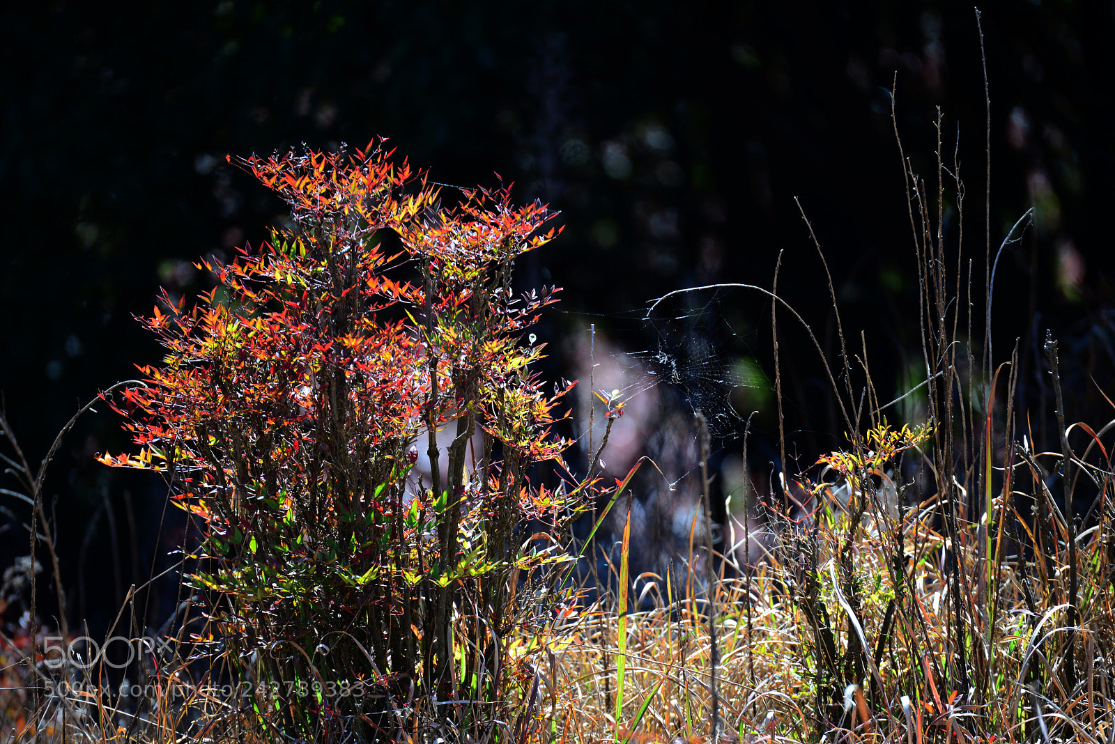 Nikon D800 sample photo. Untitled photography