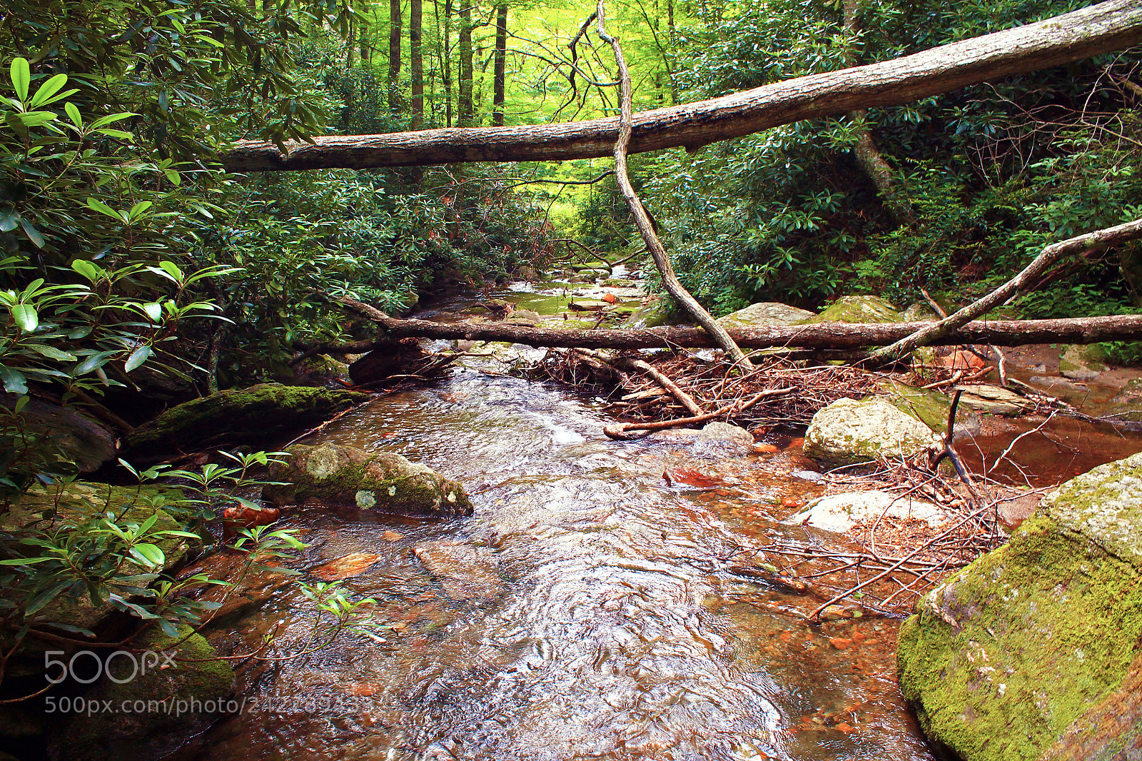 Canon EOS 1100D (EOS Rebel T3 / EOS Kiss X50) sample photo. Smoky mountains creek photography