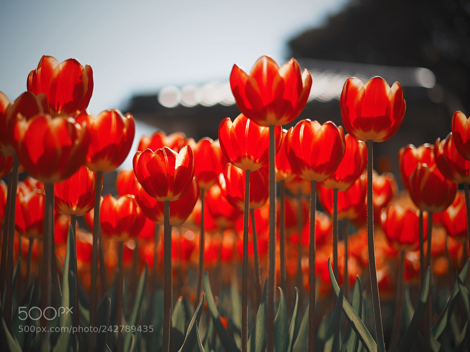 Olympus OM-D E-M10 II sample photo. Winter tulip photography