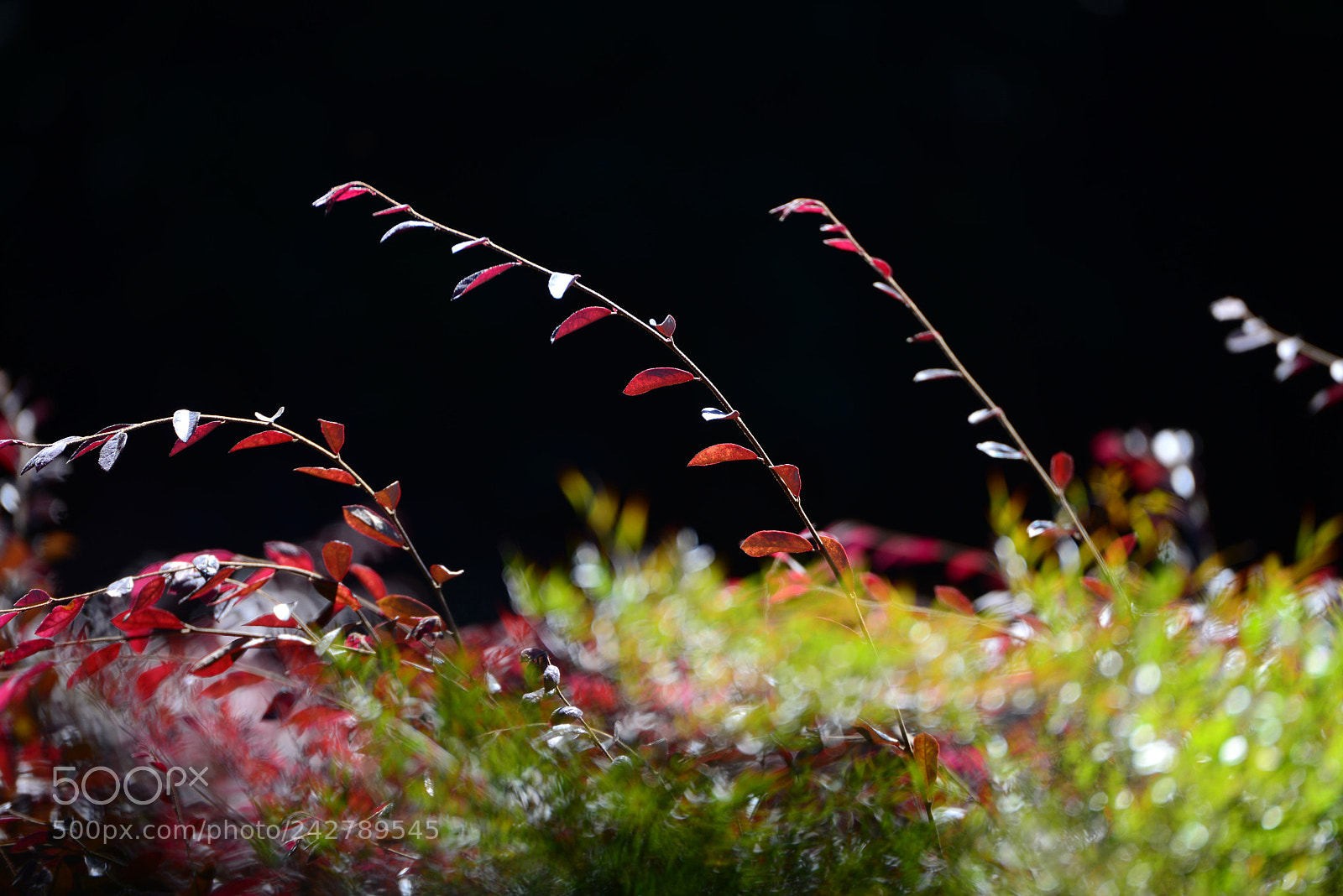 Nikon D800 sample photo. Untitled photography