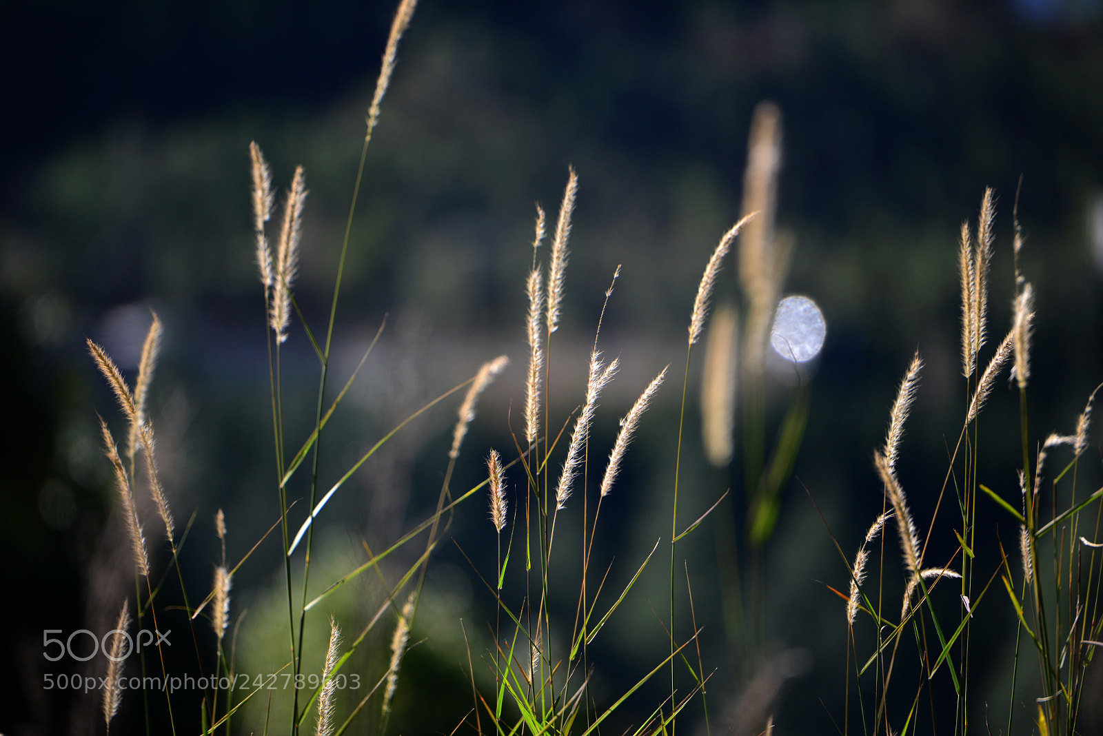 Nikon D800 sample photo. Untitled photography