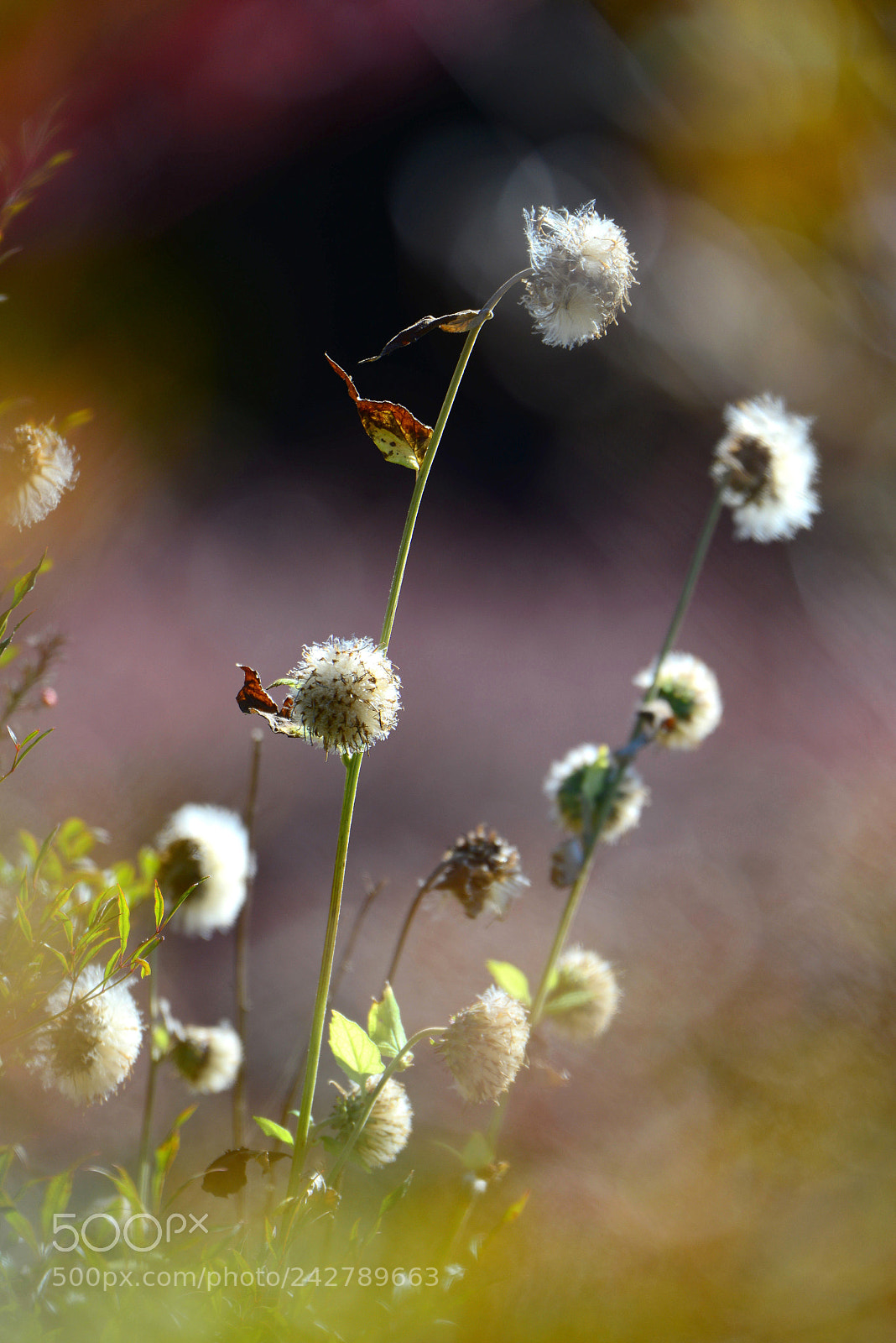 Nikon D800 sample photo. Untitled photography