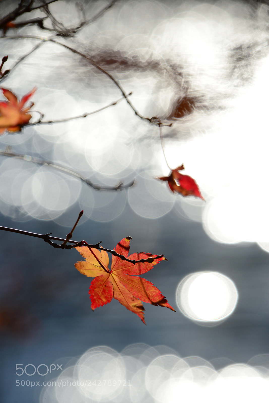 Nikon D800 sample photo. Untitled photography