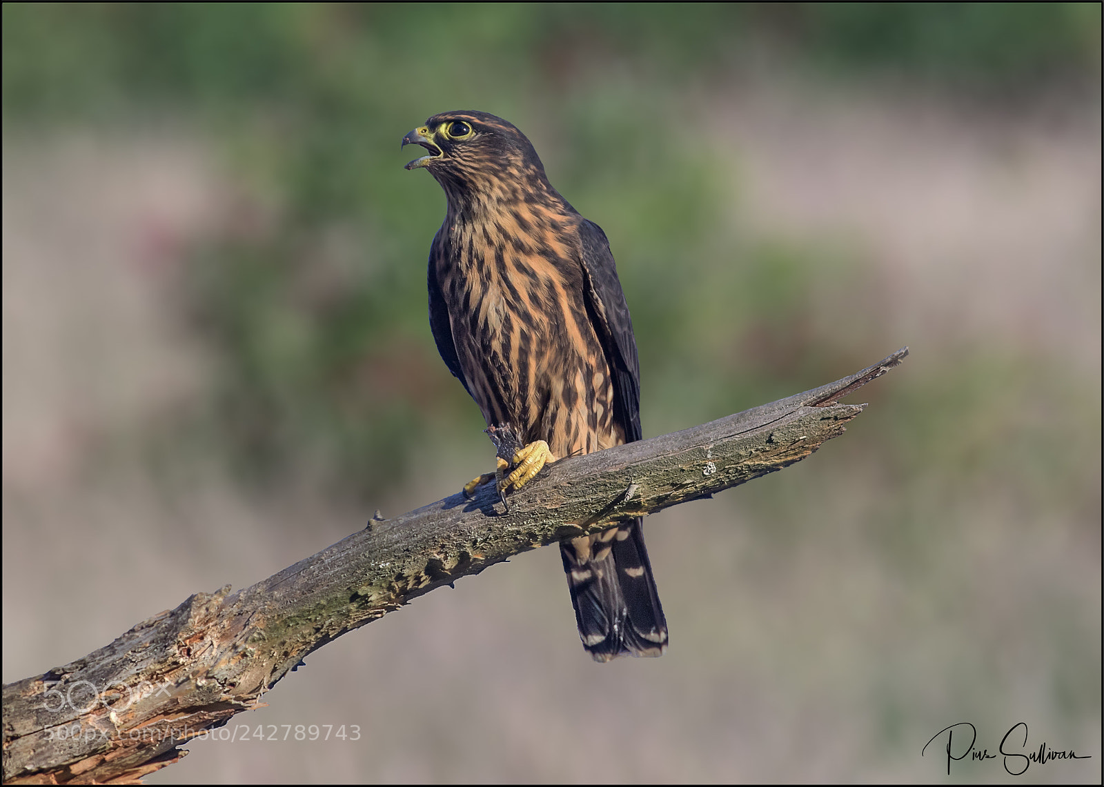 Canon EOS 7D Mark II sample photo. Merlin photography
