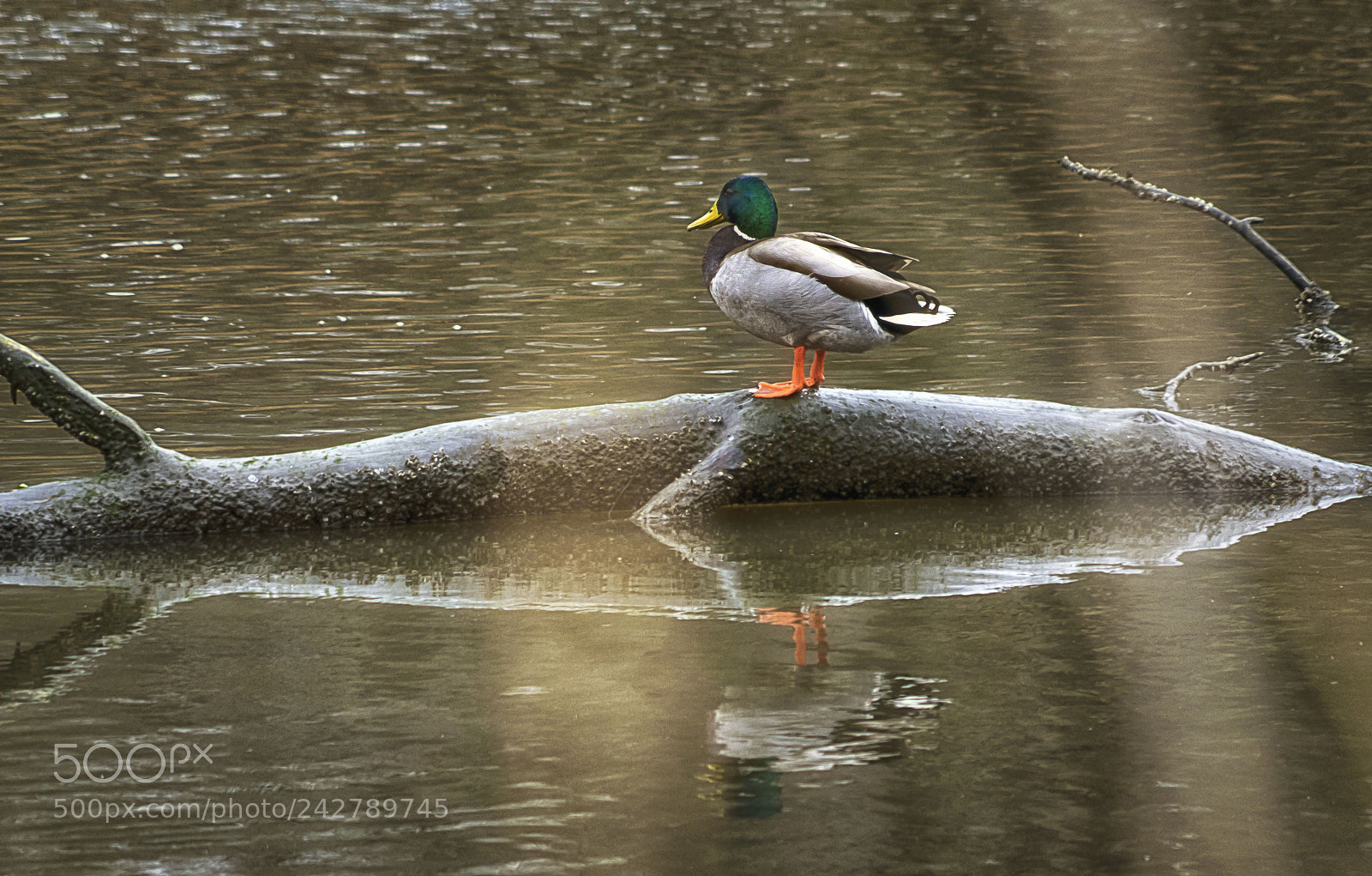 Sony a7R III sample photo. Male mallard duck on photography