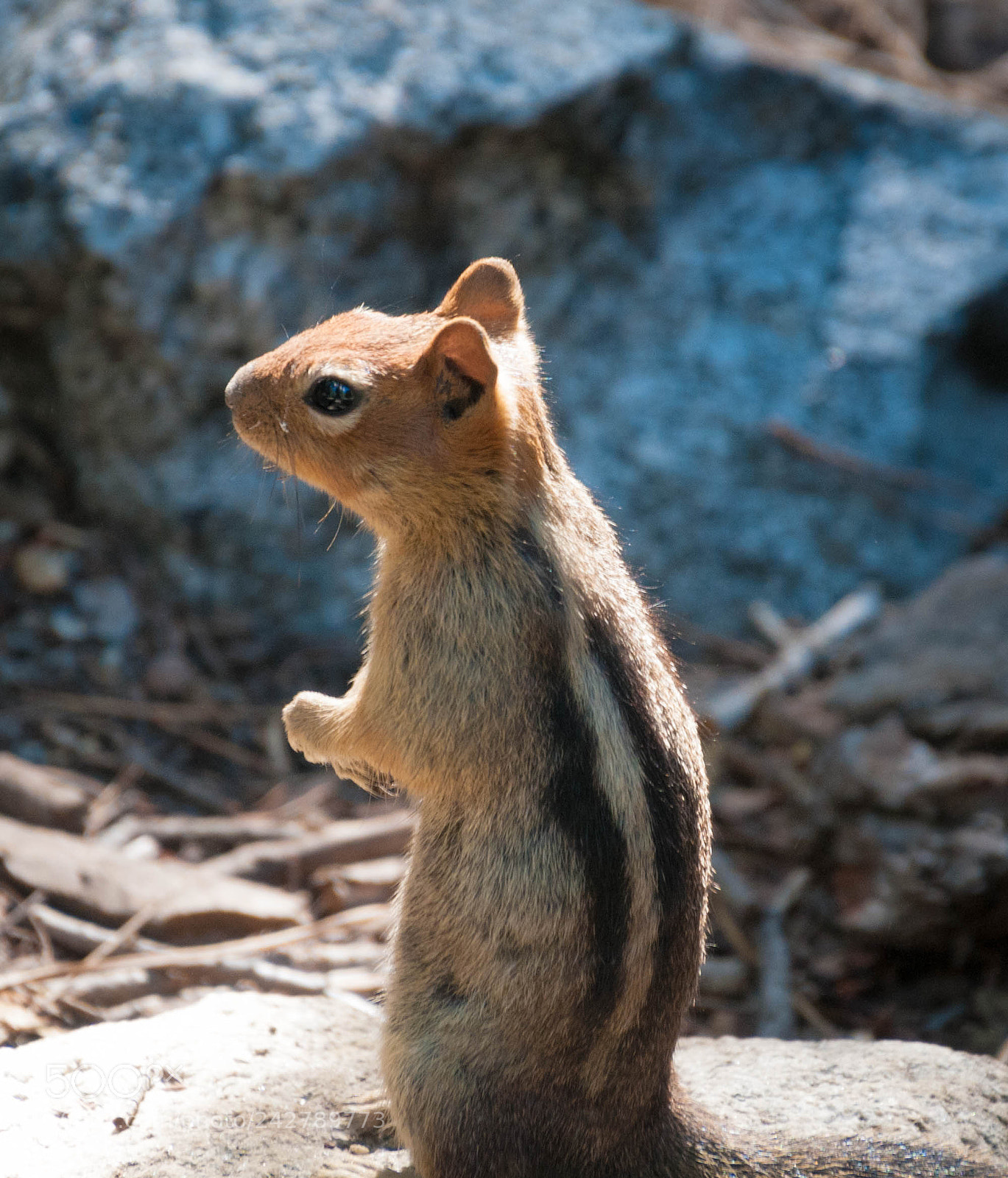 Nikon D300 sample photo. A curious chipmunk photography