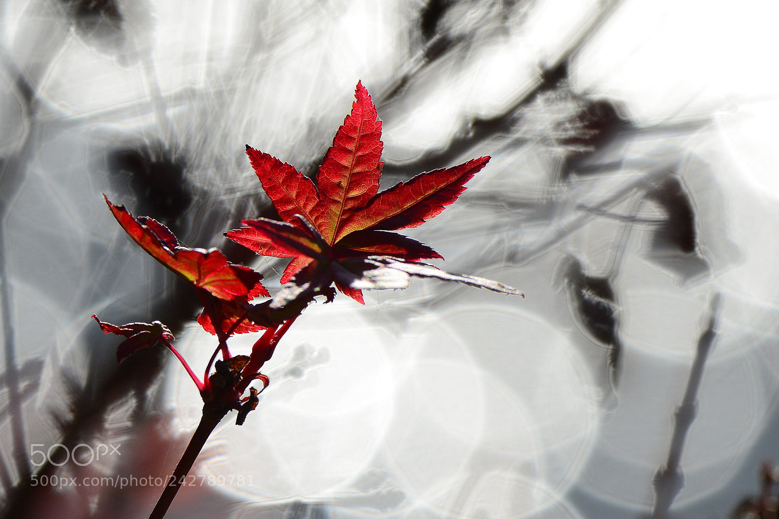Nikon D800 sample photo. Untitled photography