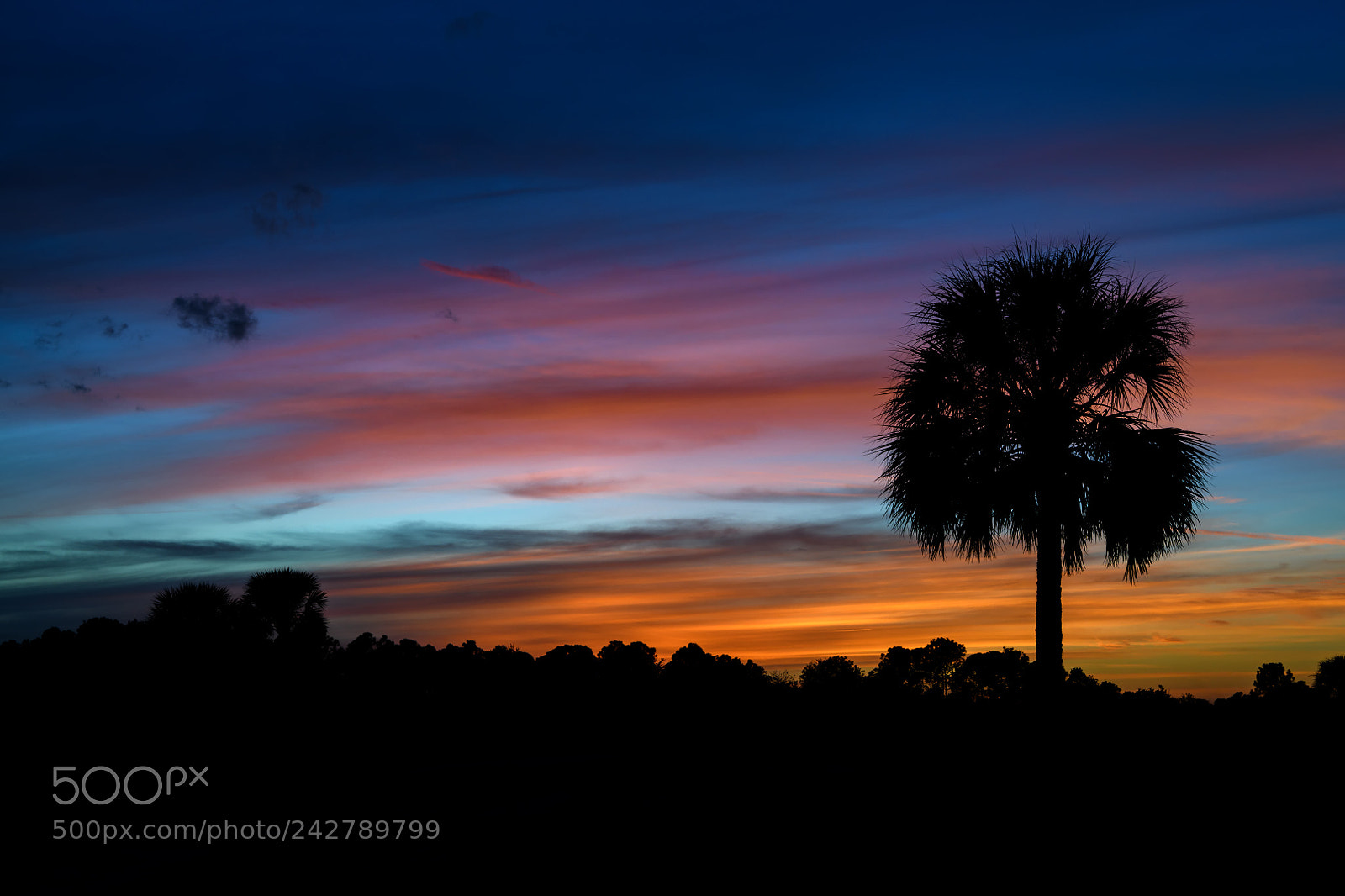 Nikon D850 sample photo. Sunset in babcock wildlife photography