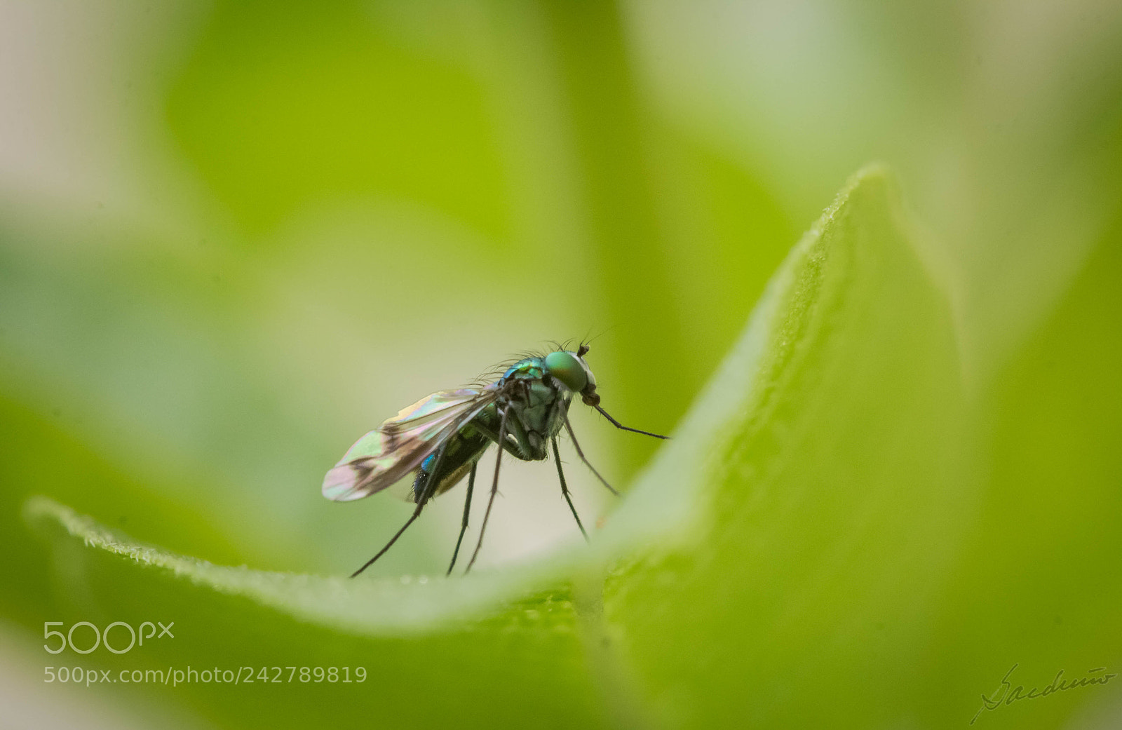 Canon EOS 60D sample photo. Ready to take off... photography