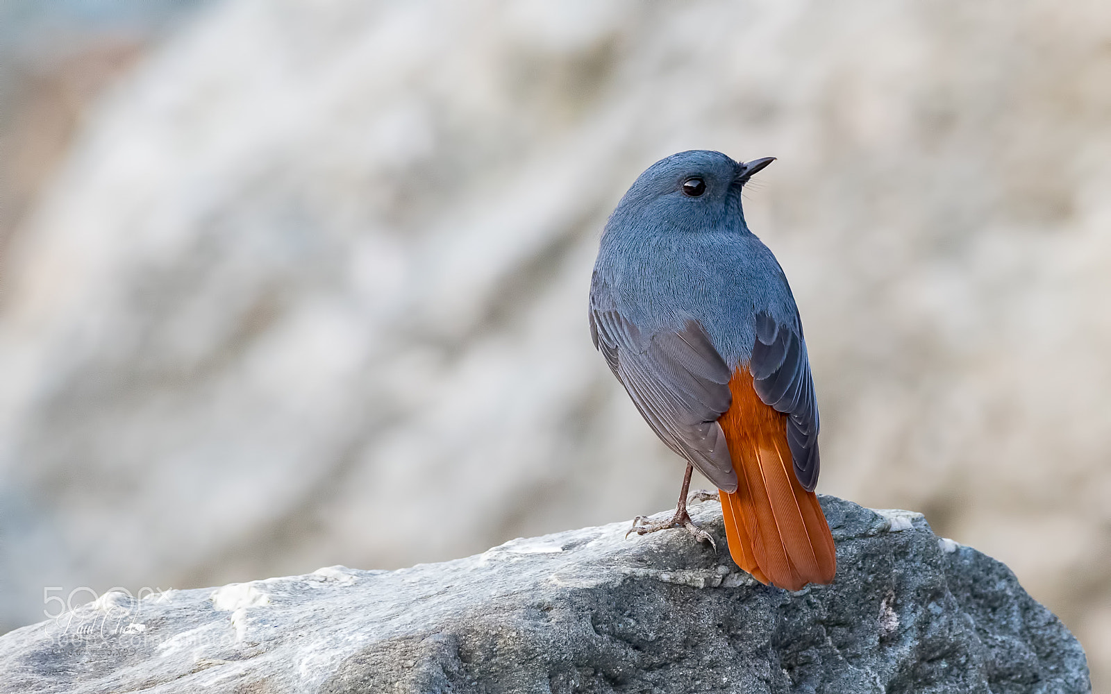 Nikon D500 sample photo. Plumbeous water redstart photography