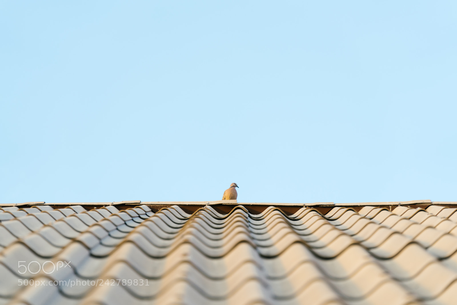 Sony a7 II sample photo. A pigeon on tiles photography