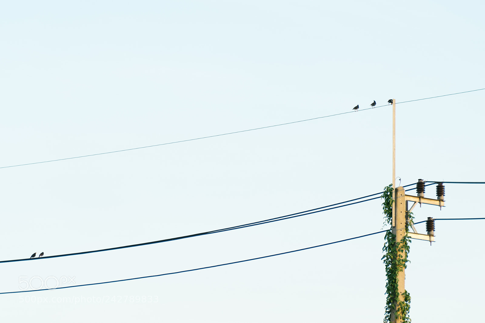 Sony a7 II sample photo. Common mynah birds on photography