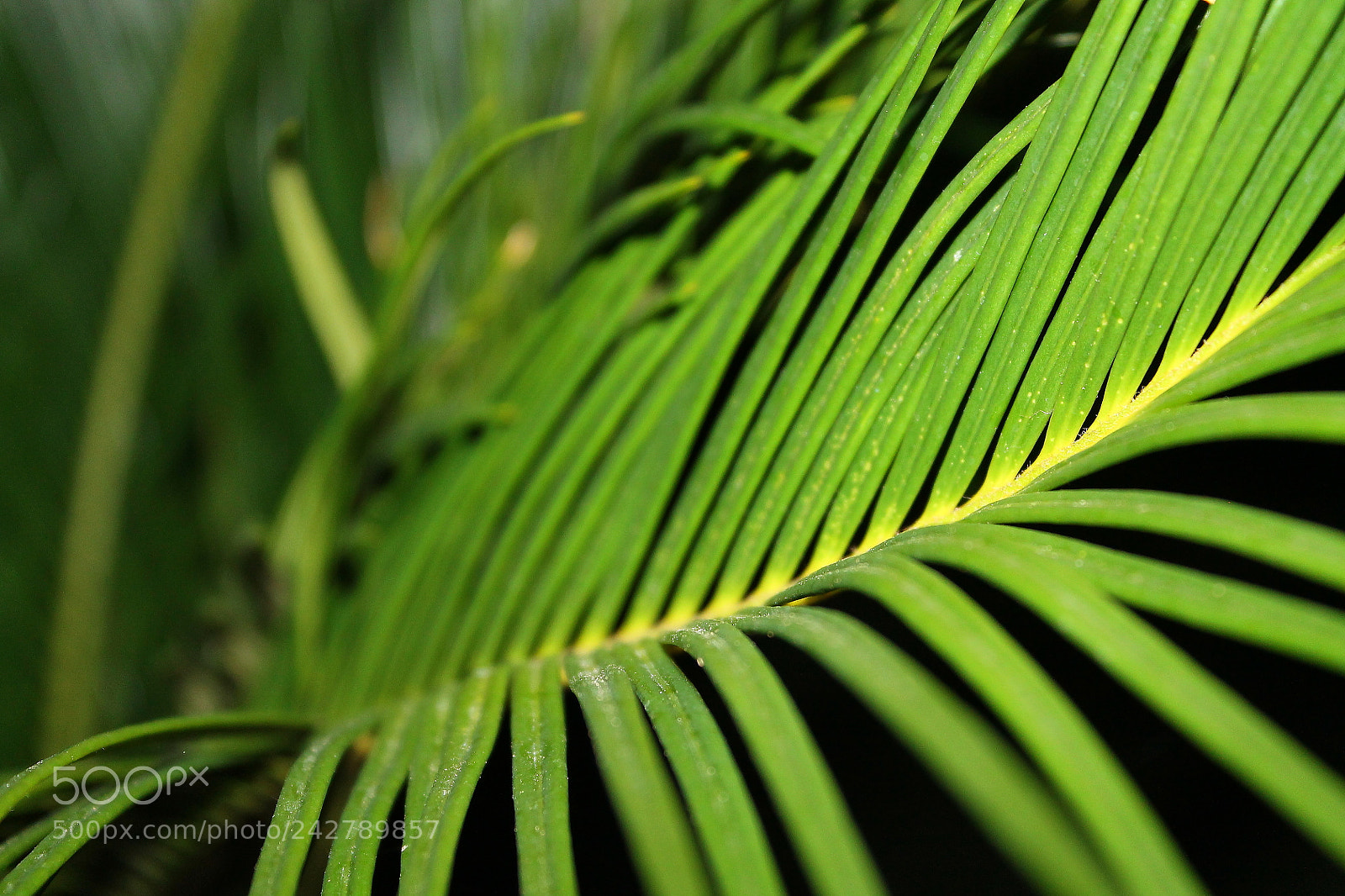 Canon EOS 1100D (EOS Rebel T3 / EOS Kiss X50) sample photo. Fern photography