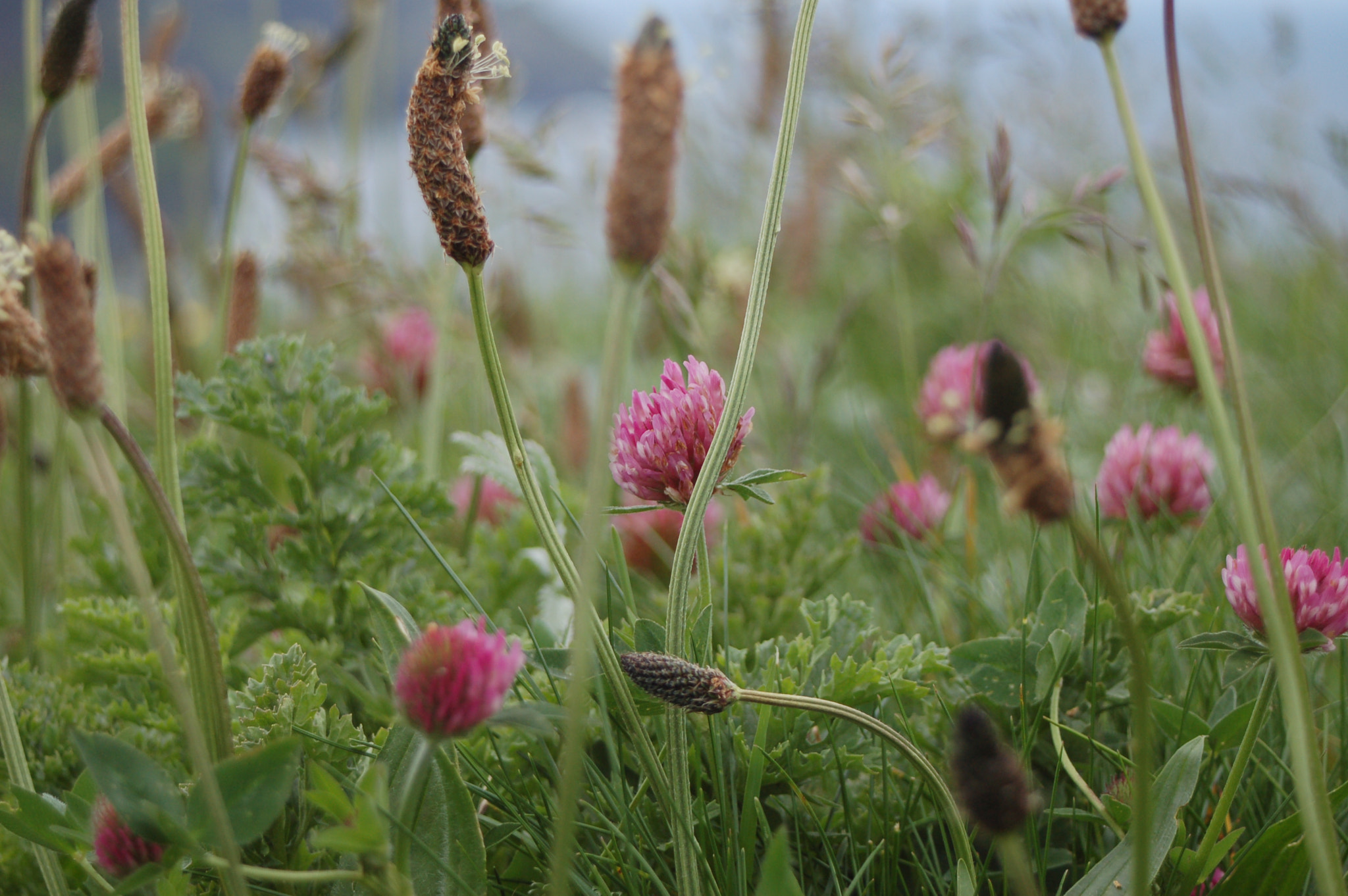 AF Zoom-Nikkor 28-80mm f/3.5-5.6D sample photo. Cliff clovers photography