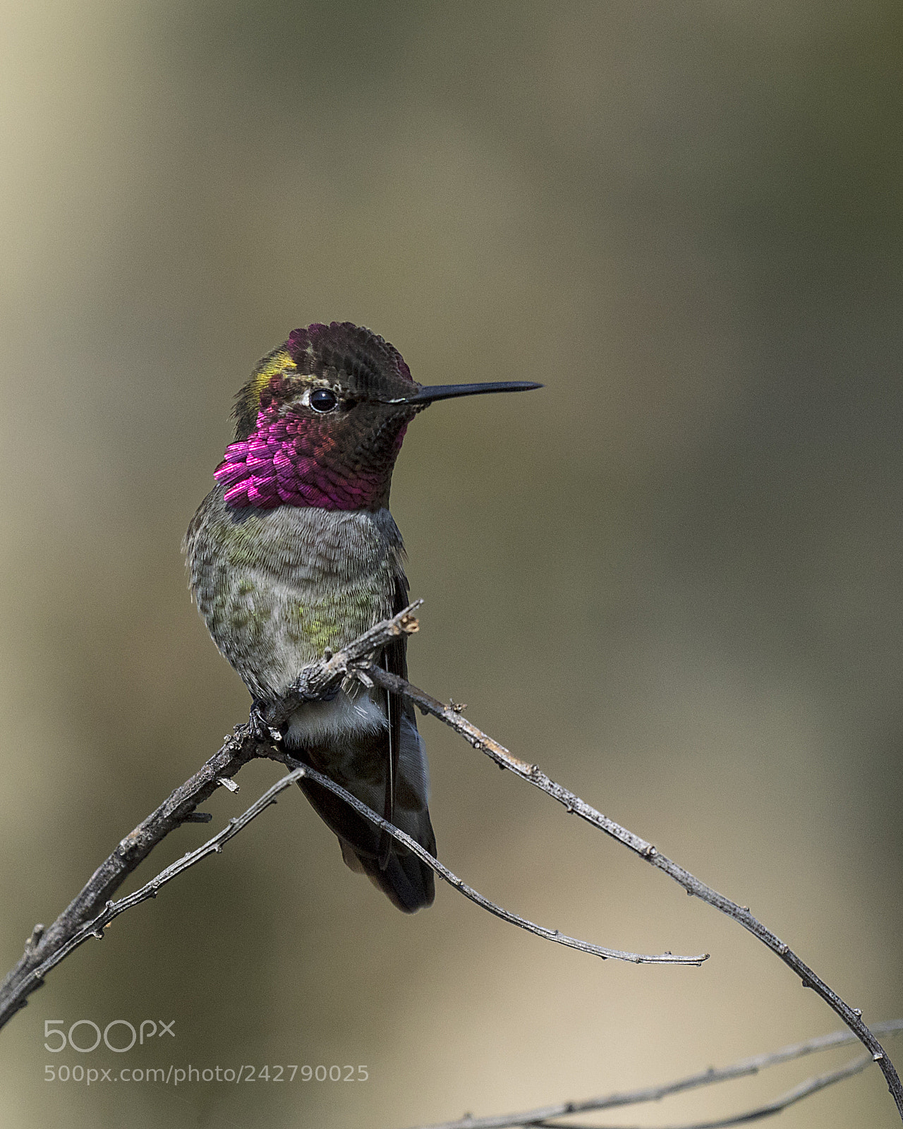Canon EOS 5DS sample photo. The season for fuchsia photography