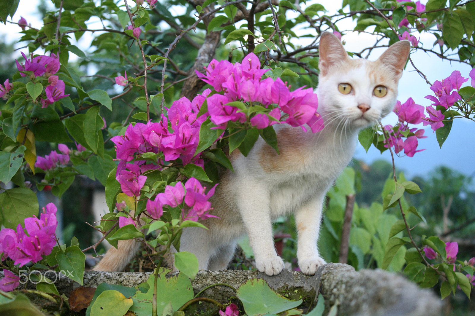 Canon EOS 400D (EOS Digital Rebel XTi / EOS Kiss Digital X) sample photo. Cat and flower photography