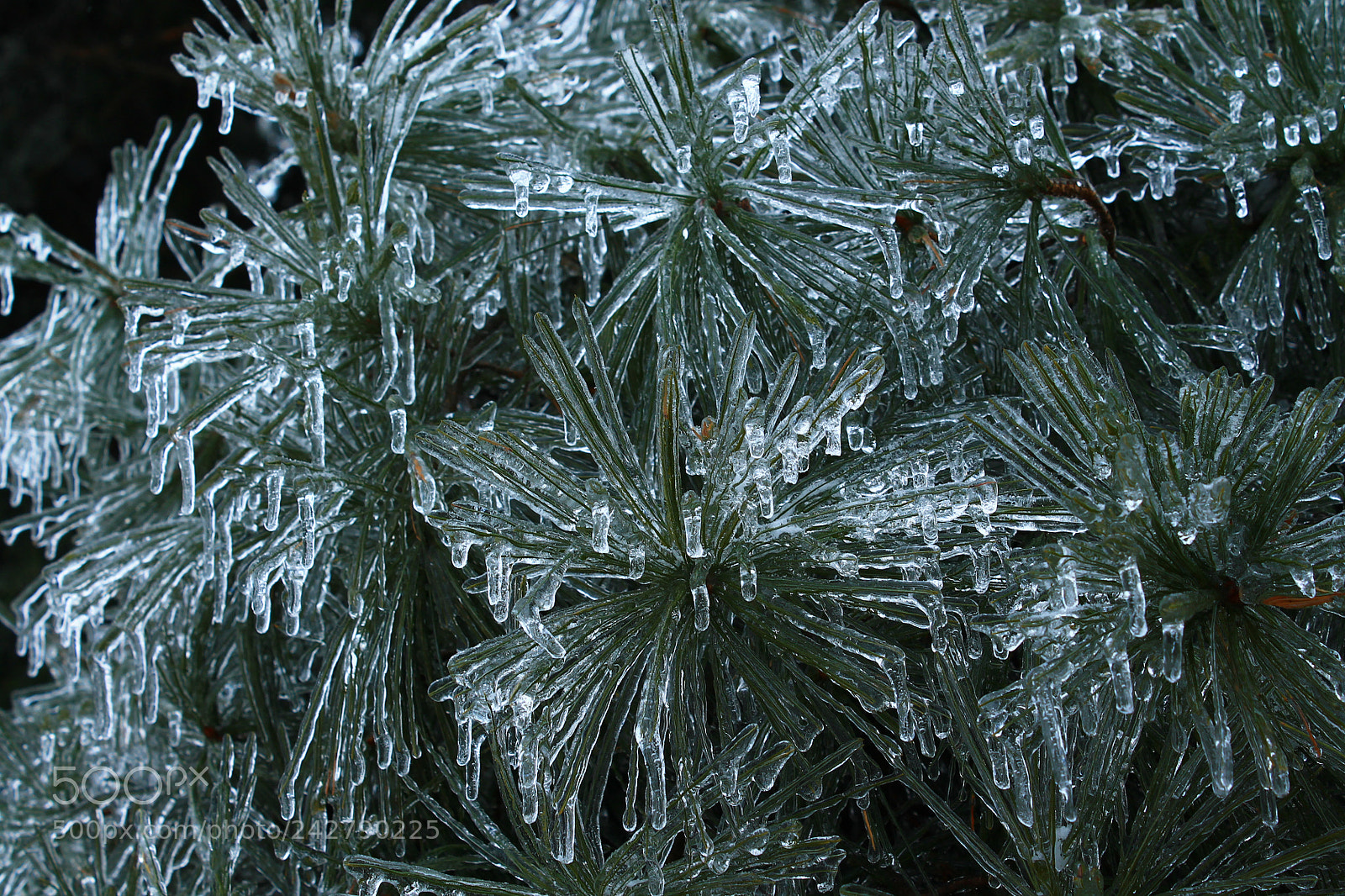 Canon EOS 1100D (EOS Rebel T3 / EOS Kiss X50) sample photo. Ice photography