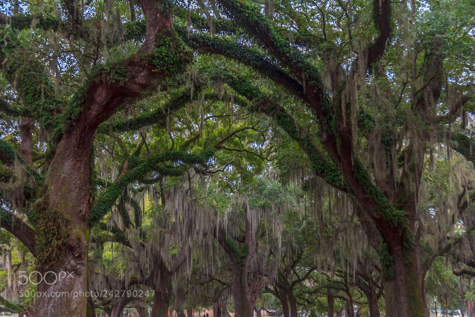 Canon EOS 60D sample photo. Big-ass old tree #2 photography