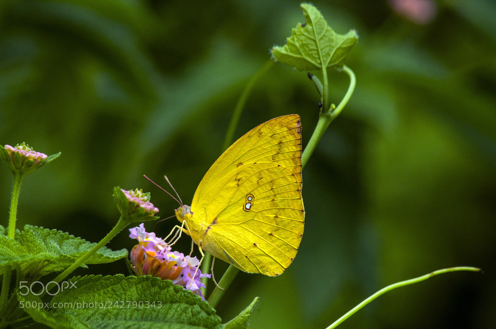 Nikon D90 sample photo. Female lemon emigrant photography