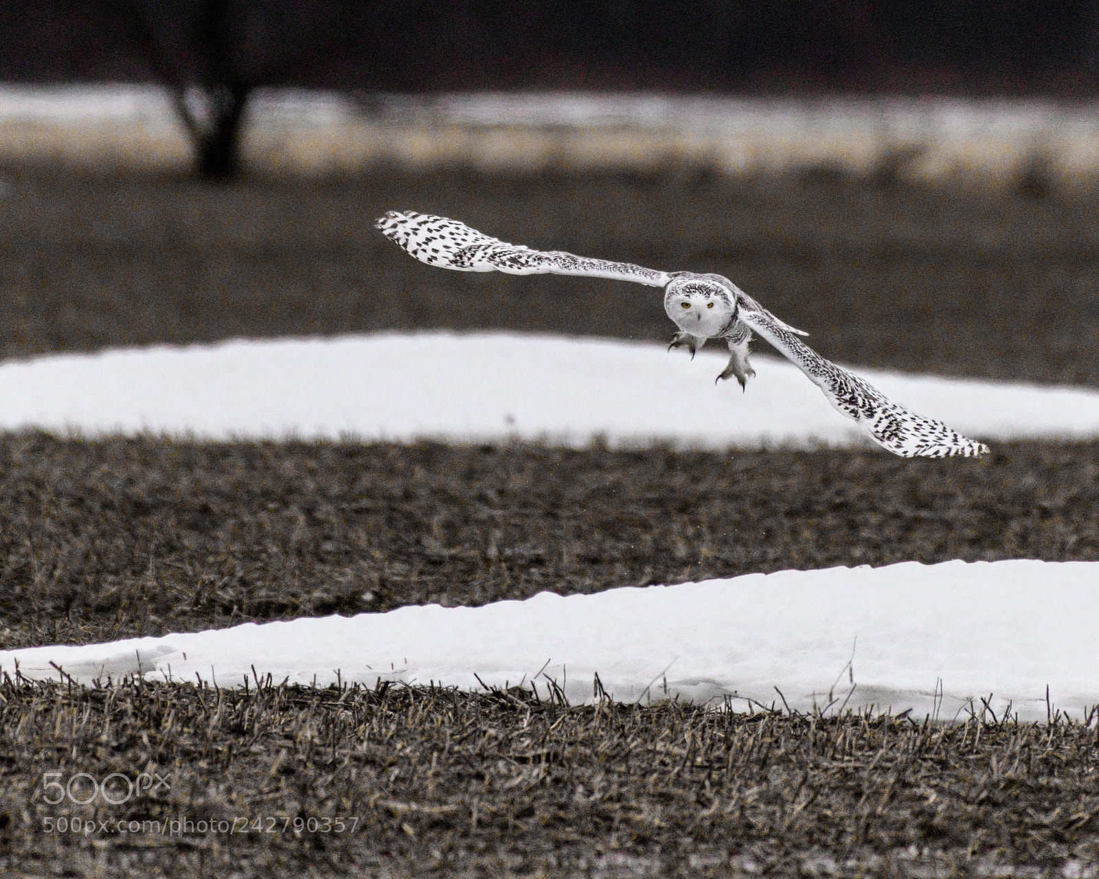 Nikon D850 sample photo. Snowy owl in flight photography
