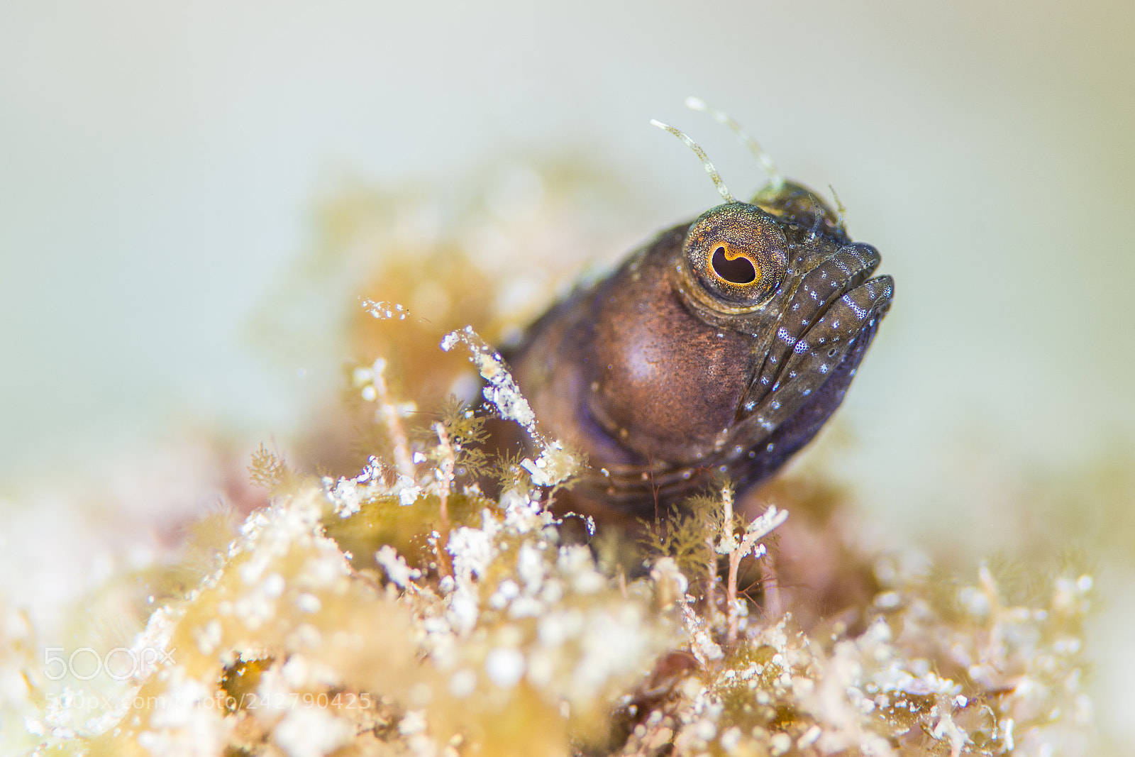 Nikon D800E sample photo. Sailfin blenny photography
