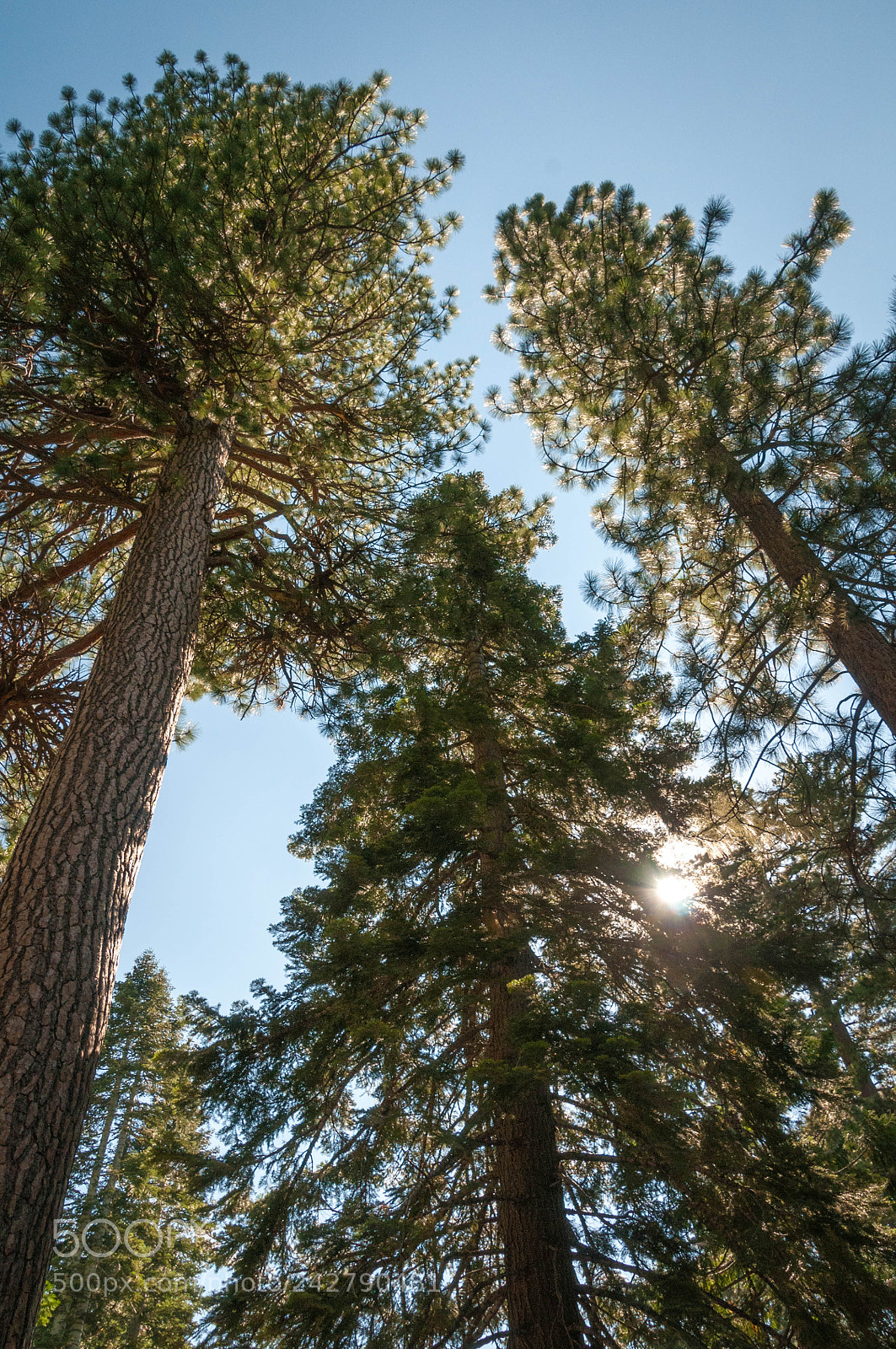 Nikon D300 sample photo. The redwoods at lake photography