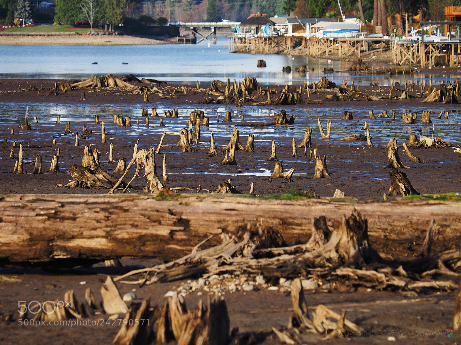 Olympus OM-D E-M1 sample photo. Lake tapps drained for photography