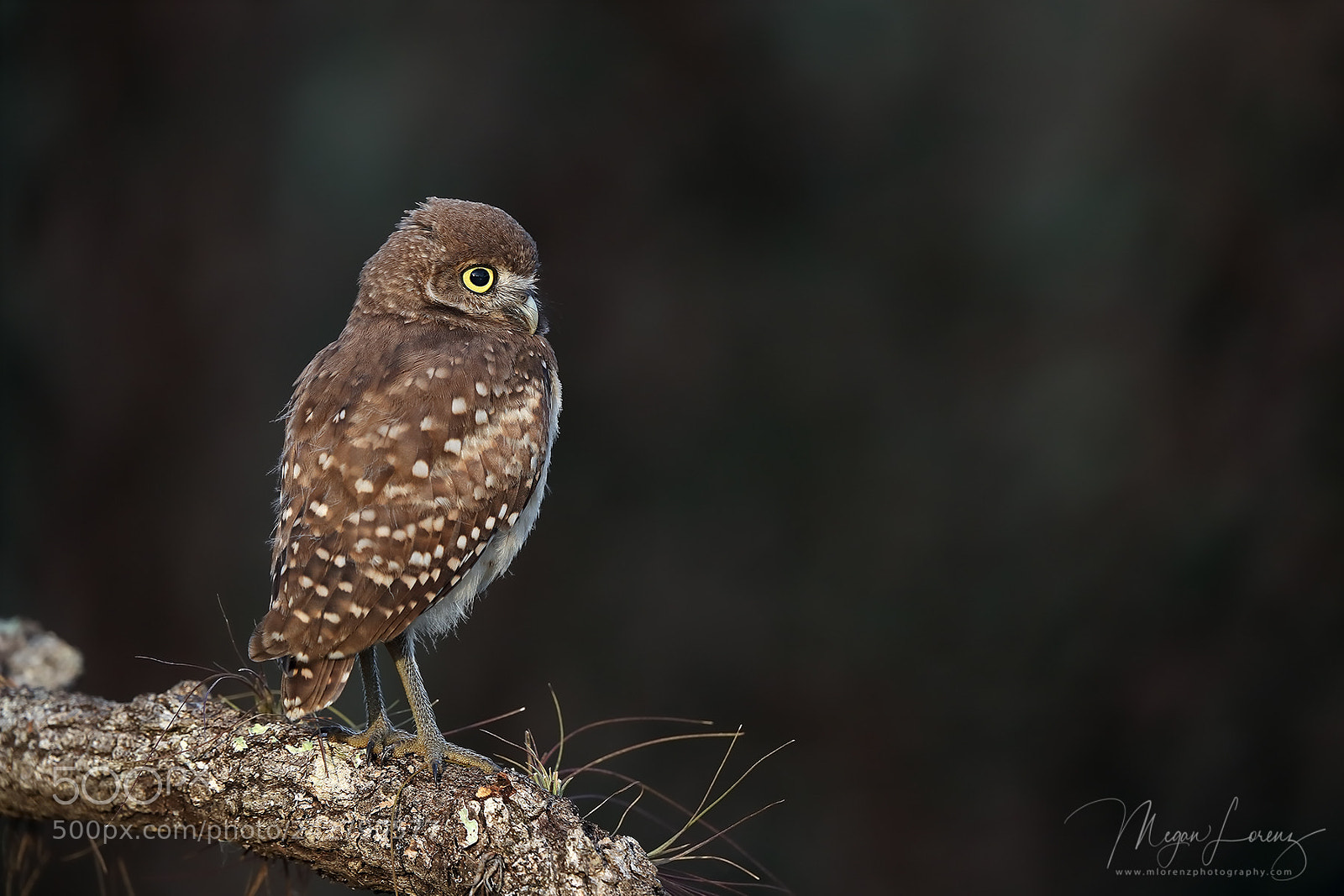 Canon EOS-1D X Mark II sample photo. Owlet photography