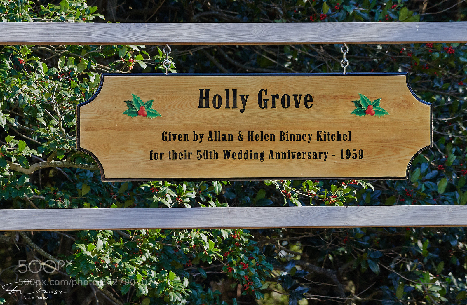 Nikon D500 sample photo. Holly grove photography