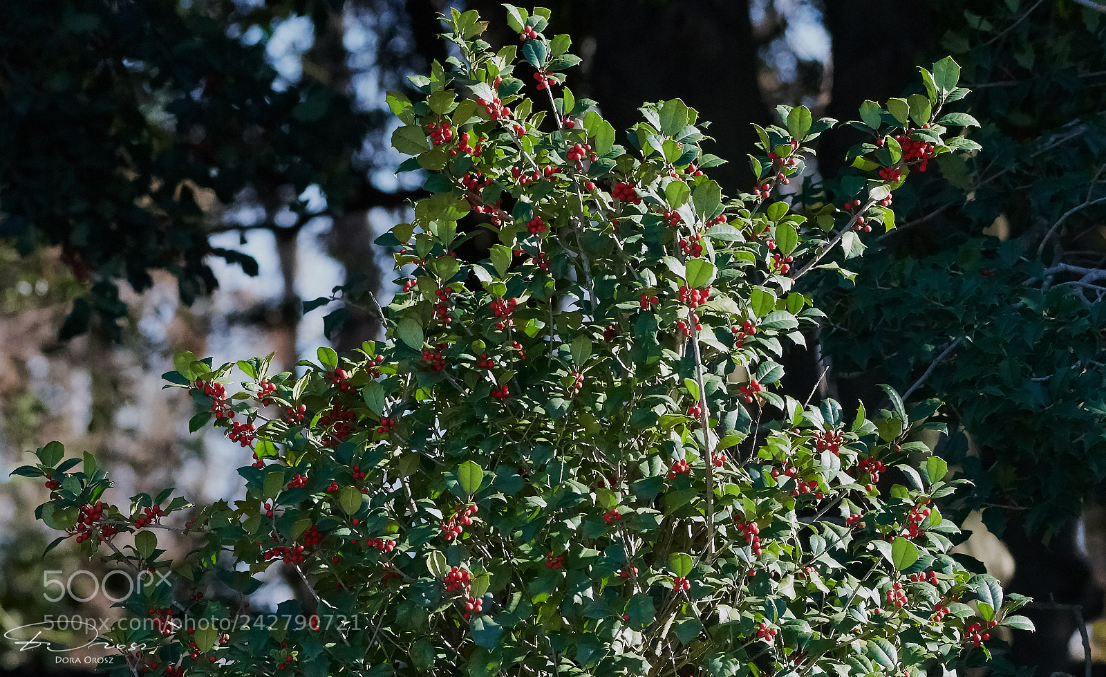 Nikon D500 sample photo. Holly trail photography