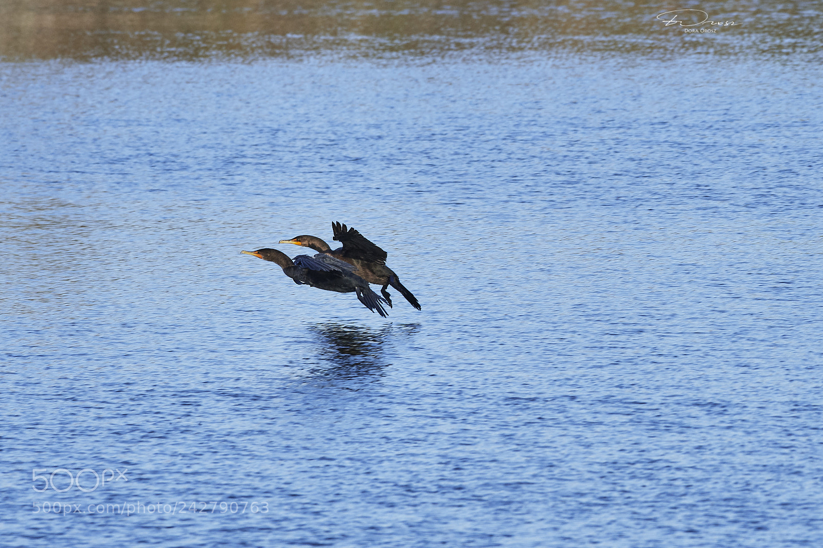 Nikon D500 sample photo. Having fun together photography