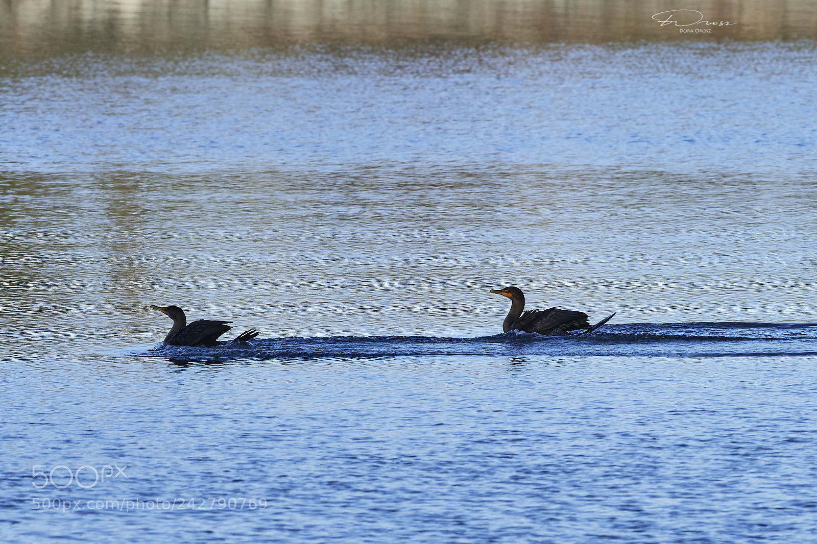 Nikon D500 sample photo. Cool but fresh photography