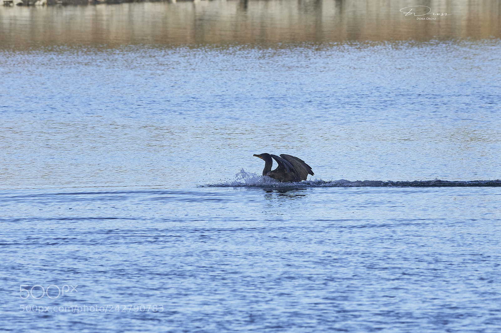 Nikon D500 sample photo. Almost bubbly photography