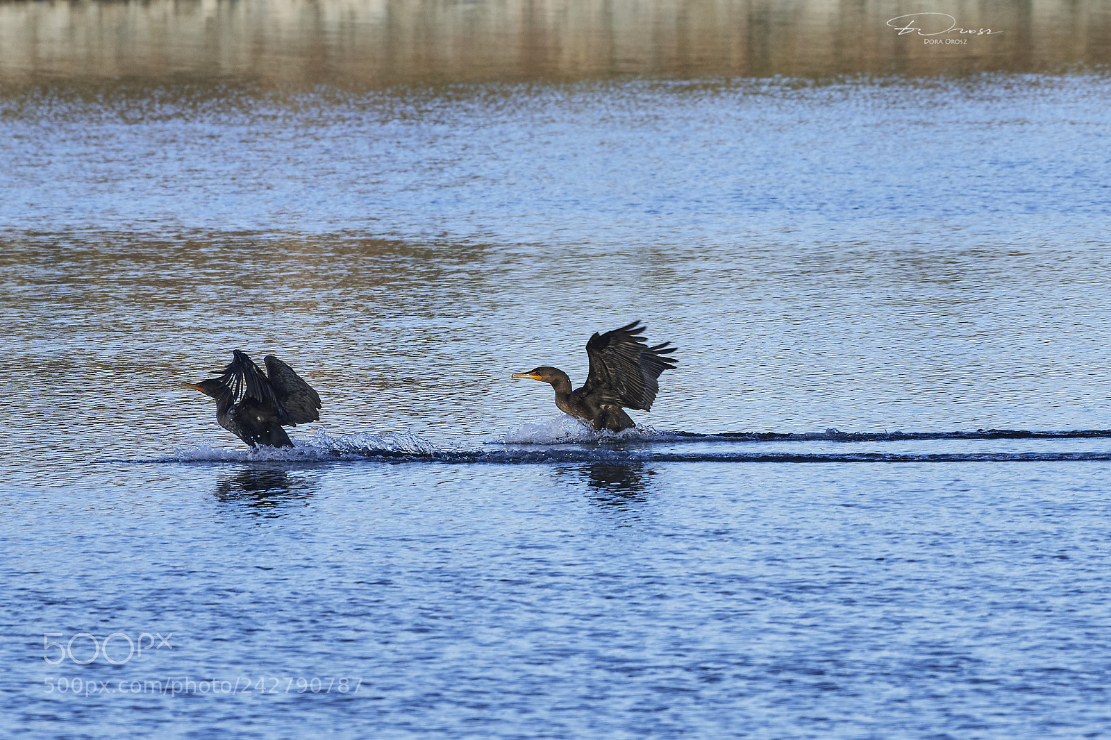 Nikon D500 sample photo. Ready for take off photography