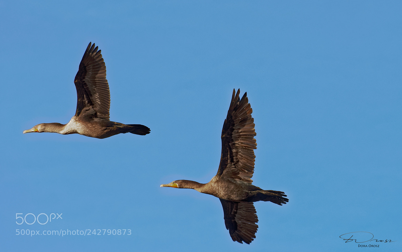 Nikon D500 sample photo. Kormorant pair photography