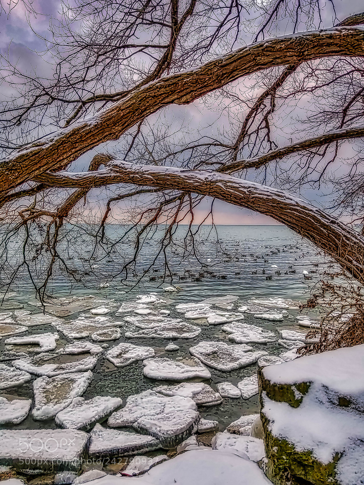 Samsung Galaxy S8+ sample photo. Frozen flocks luminar2018 photography