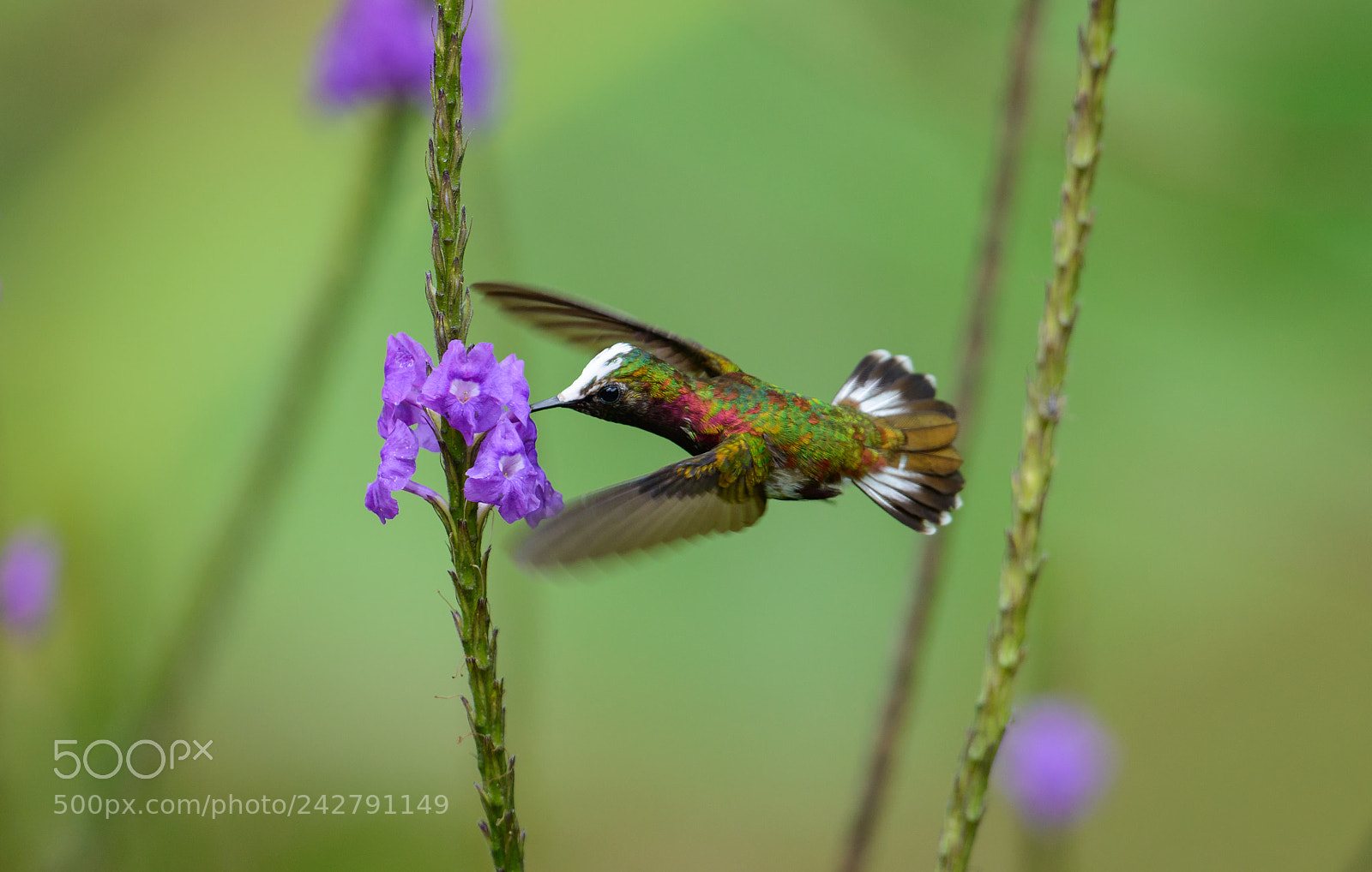 Nikon D800 sample photo. Snowcap hummingbird photography