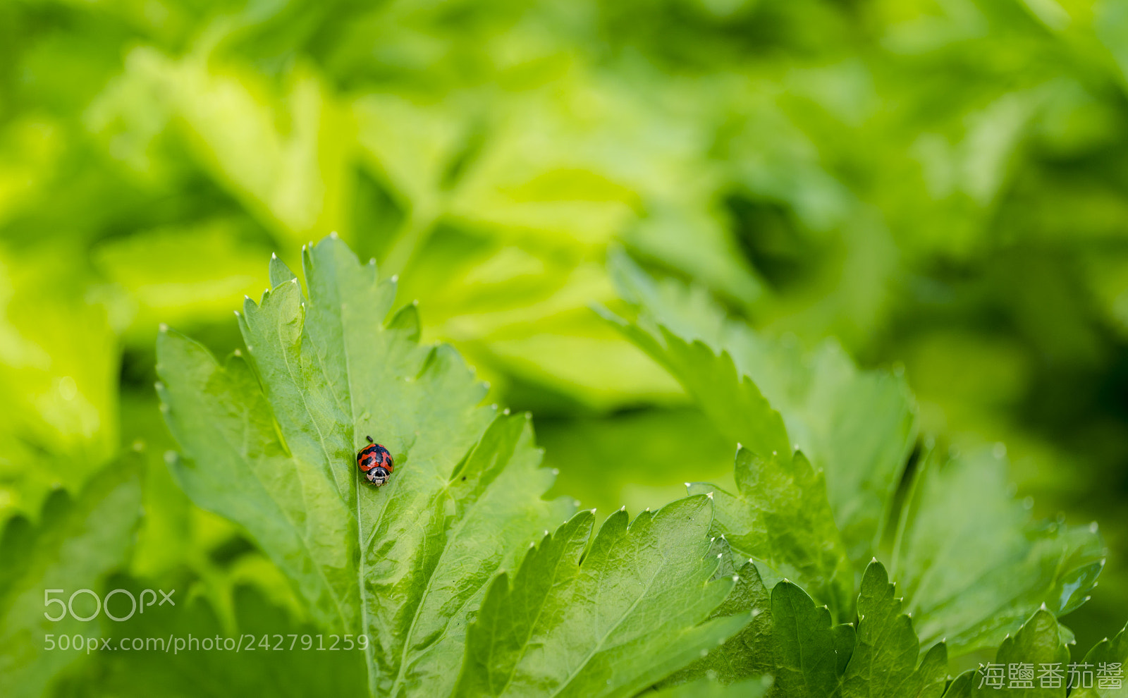 Nikon D5100 sample photo. Vitality photography