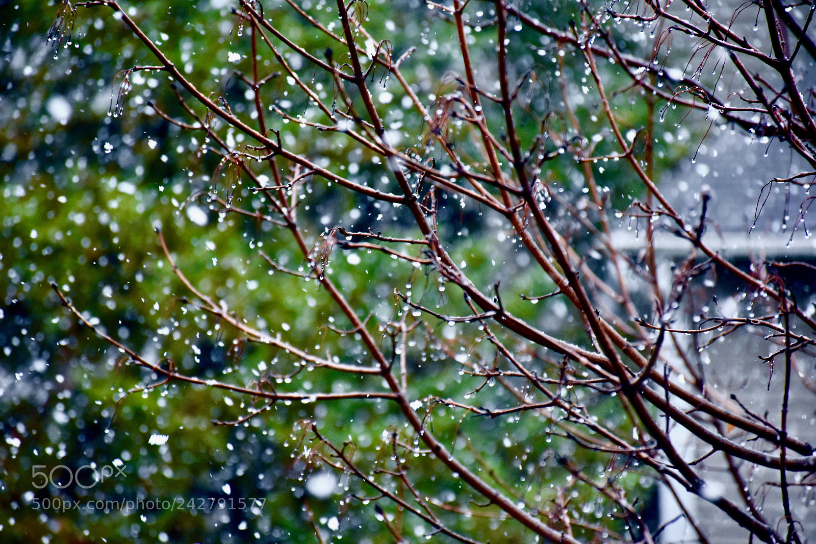 Nikon D5500 sample photo. Let the rain kiss photography