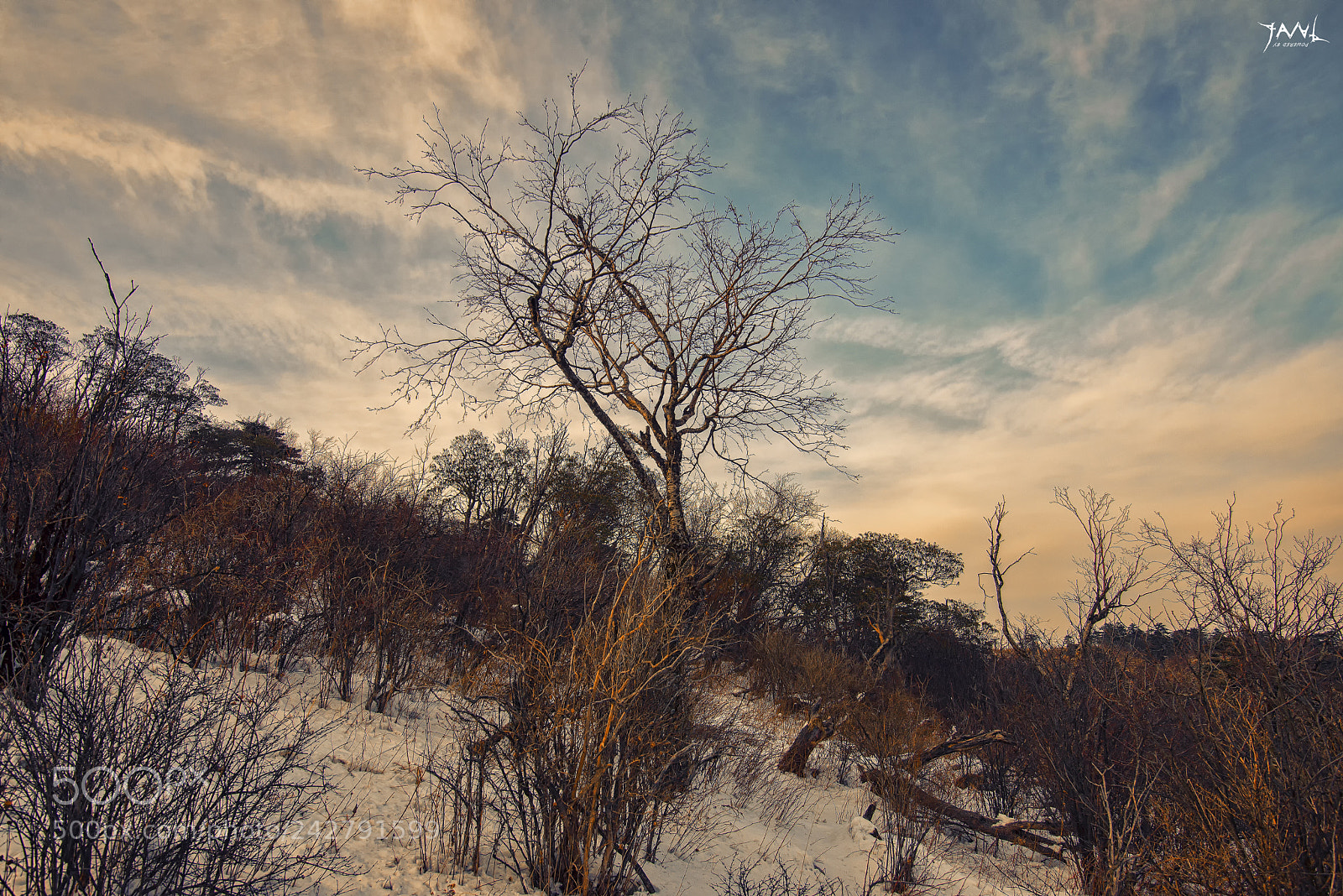 Nikon D610 sample photo. 20170113光头山枯树 photography